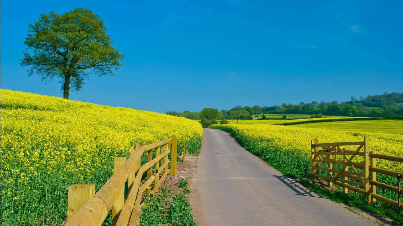 Beautiful Scenery Desktop Yellow Rapeseed Field Background