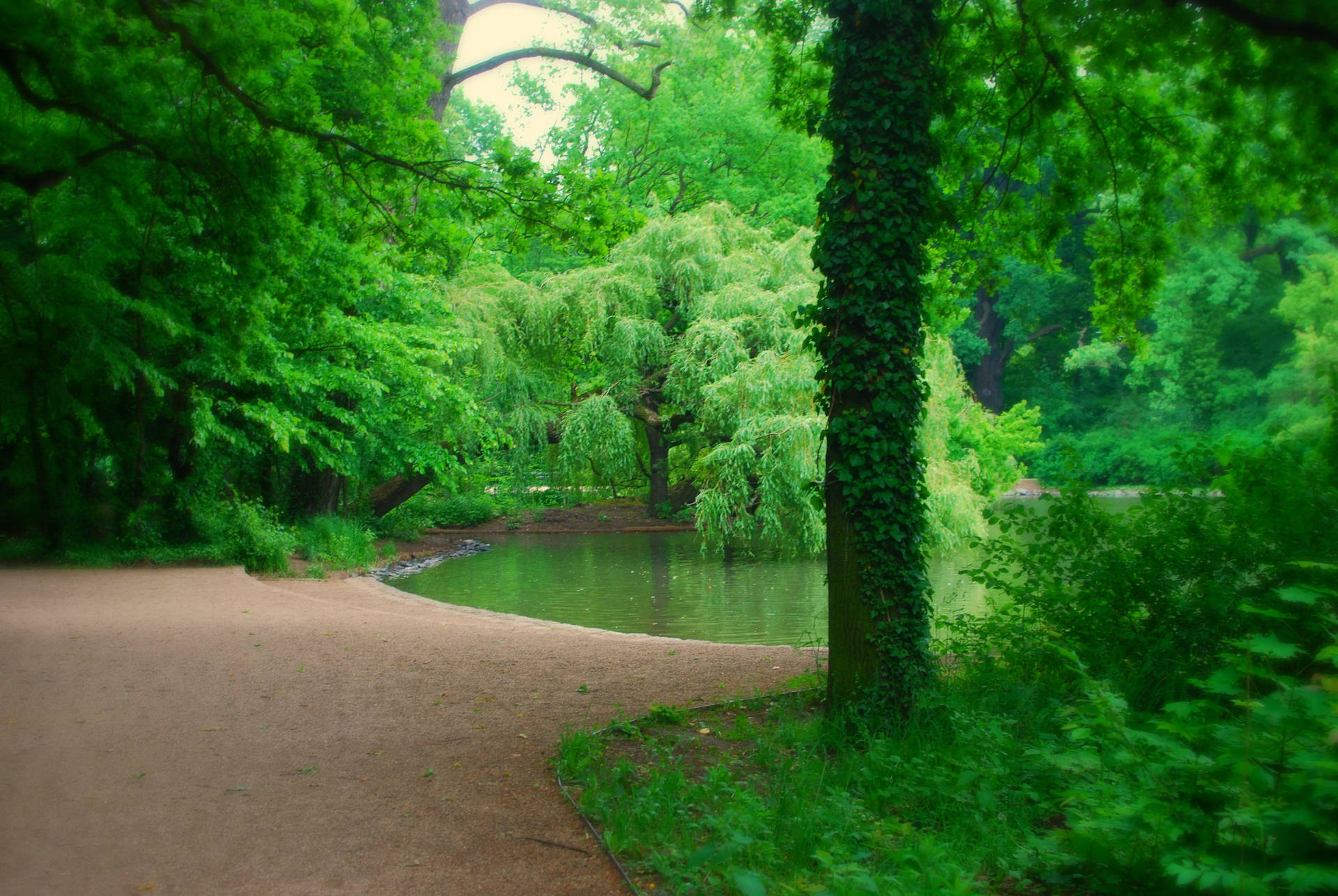 Beautiful Scenery Green Trees Background