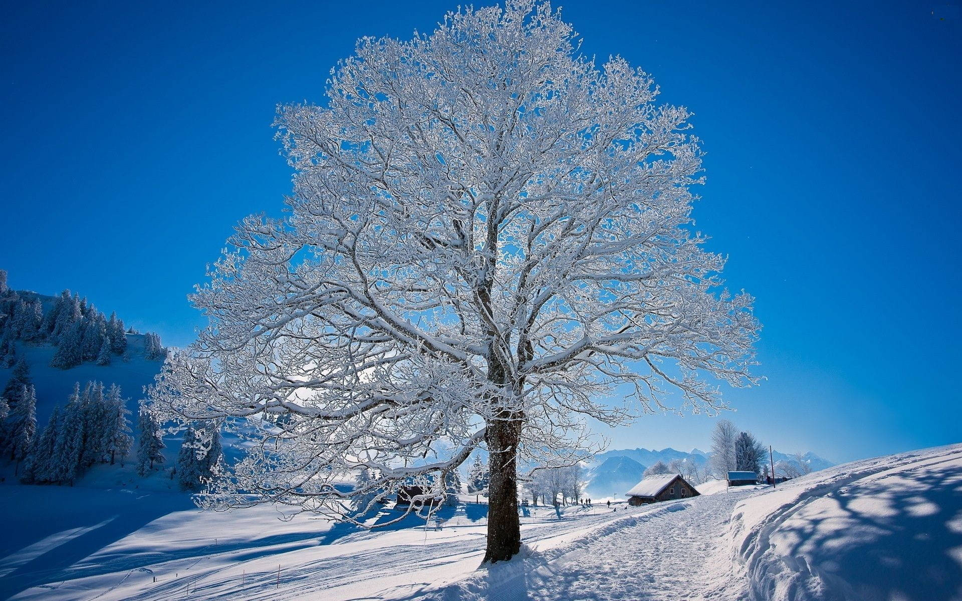 Beautiful Scenery Snow Tree