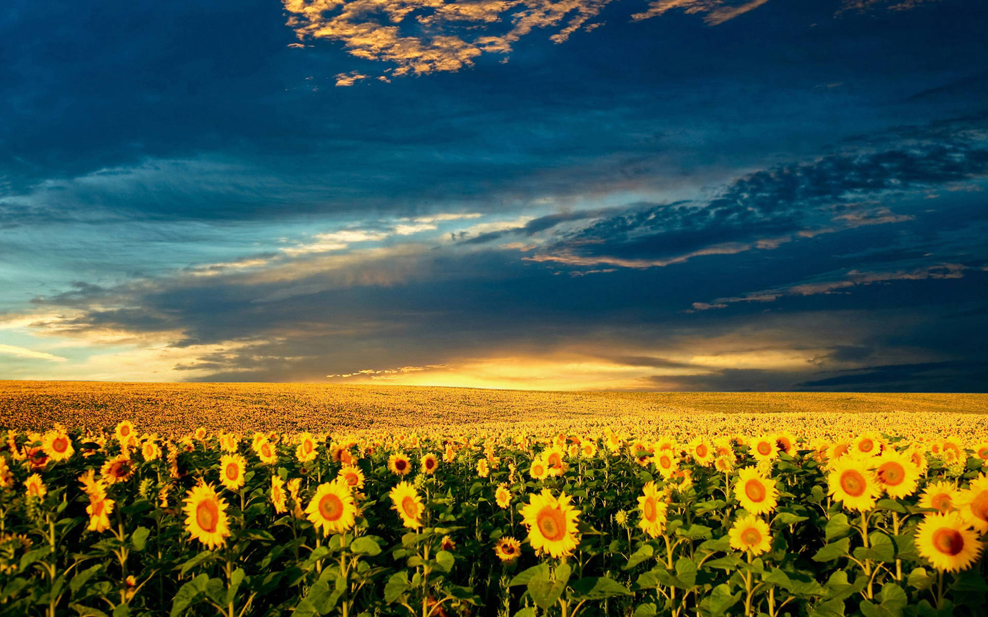 Beautiful Scenery Sunflower Background