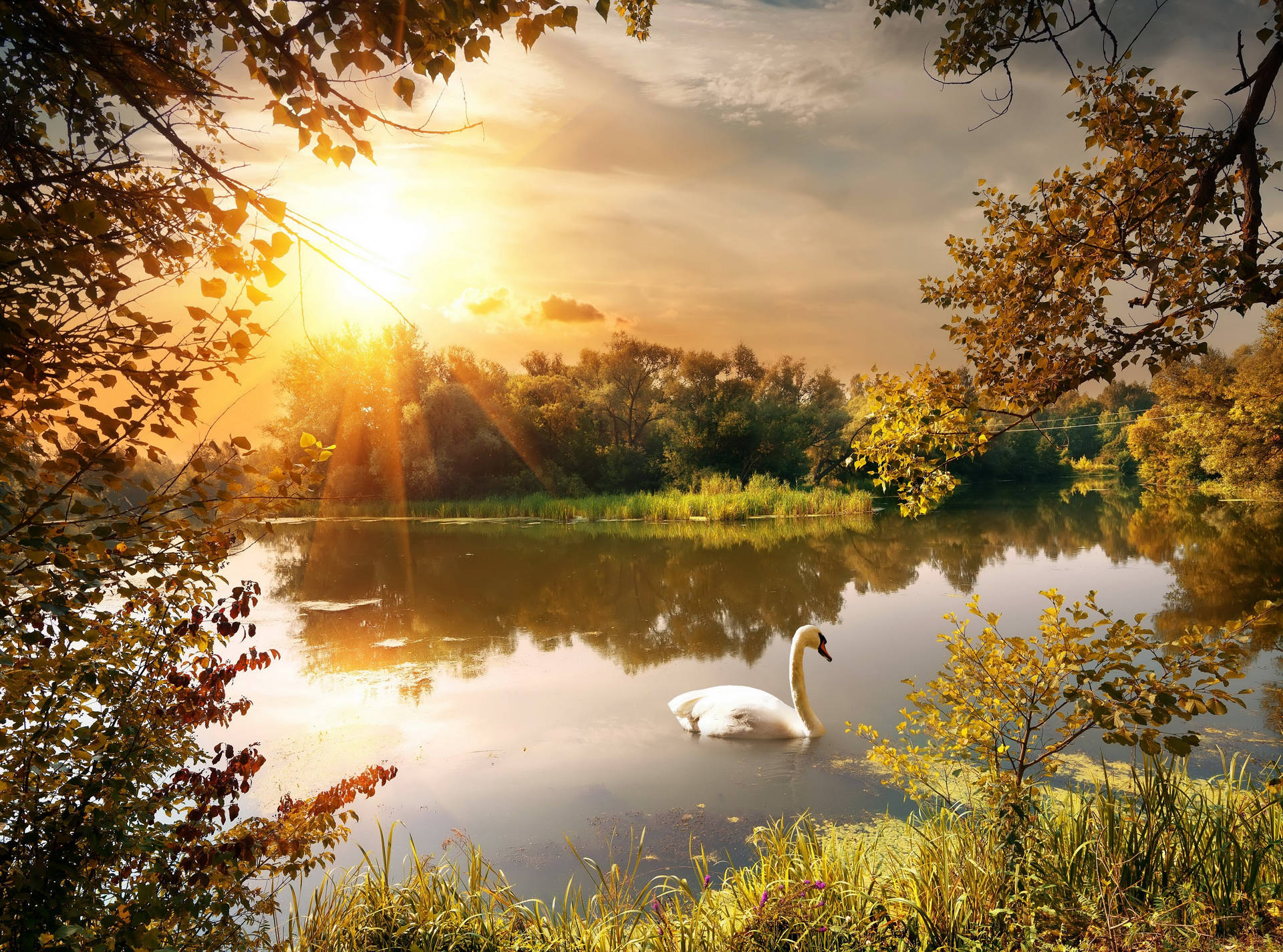 Beautiful Scenery Swan Background
