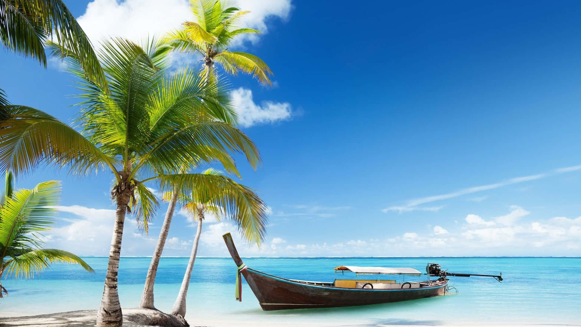Beautiful Sea Palm Tree & Boat Background