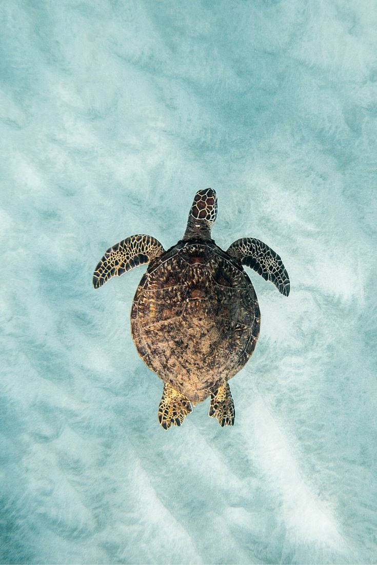 Beautiful Sea Turtle In The Deep Blue Sea Background