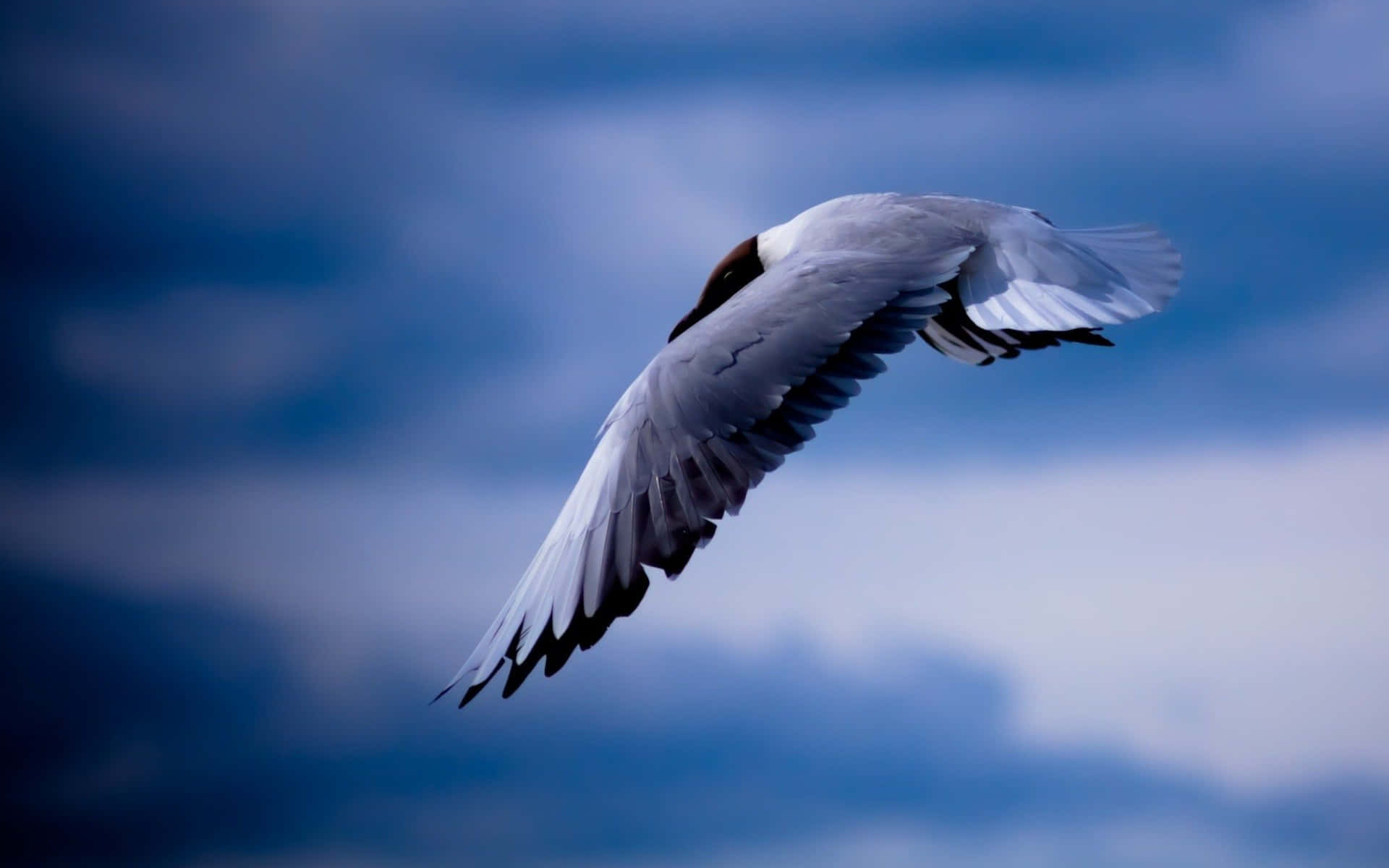 Beautiful Seagull Soaring In The Sky