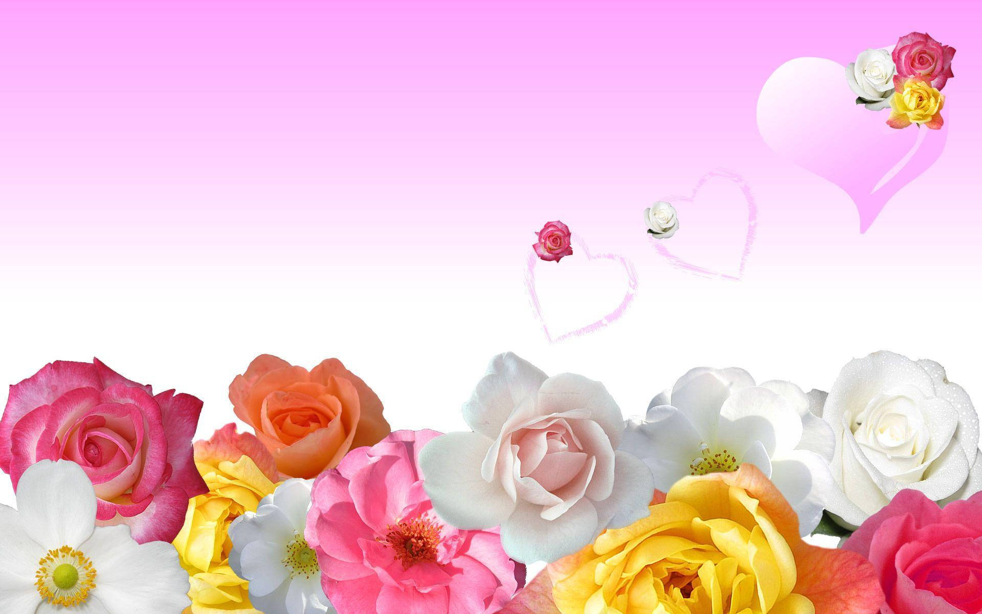 Beautiful Shades Of Rose Flowers Background