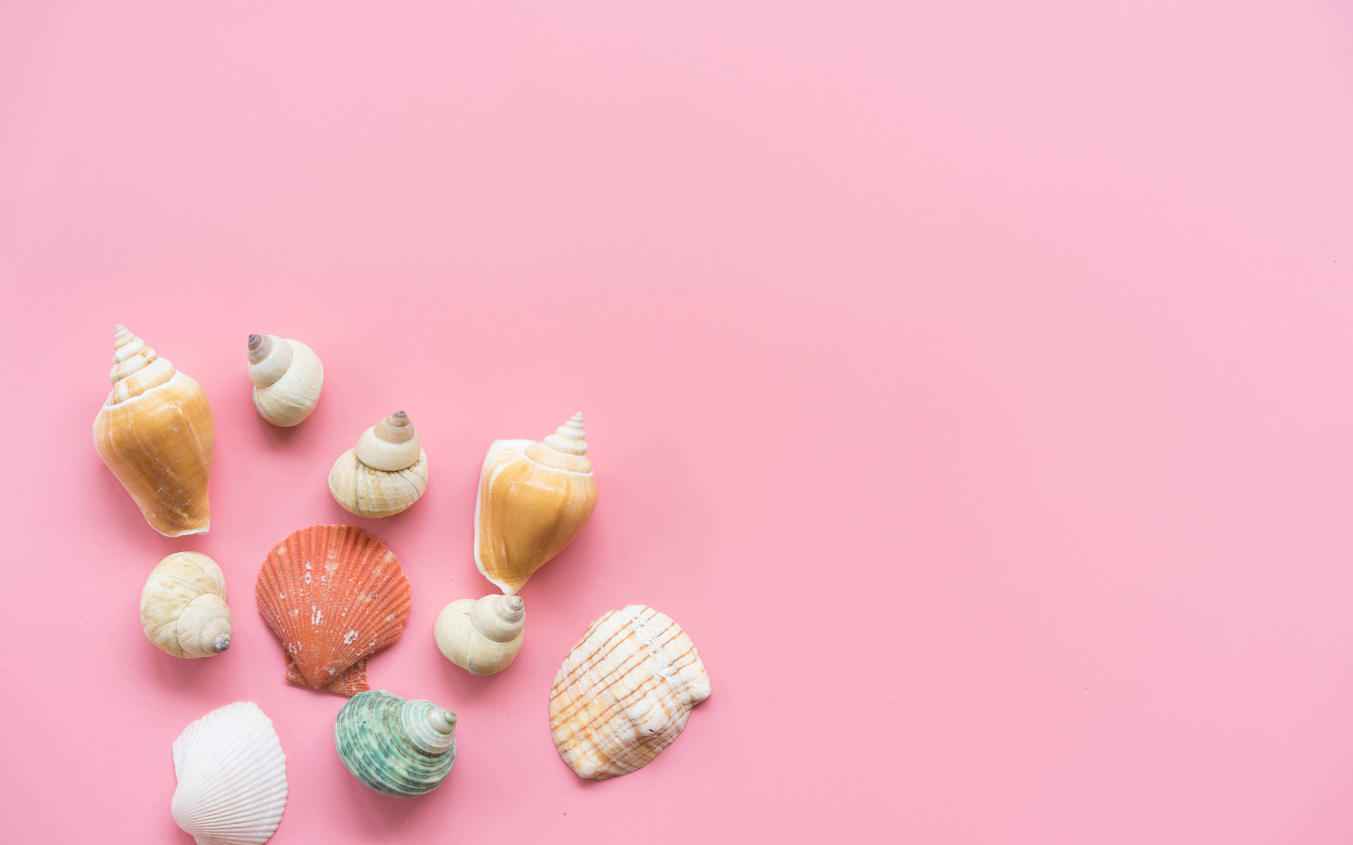 Beautiful Shells In Pink Background