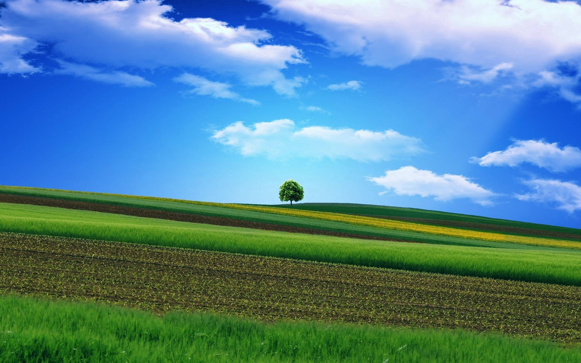 Beautiful Sky Over Solitary Tree Background