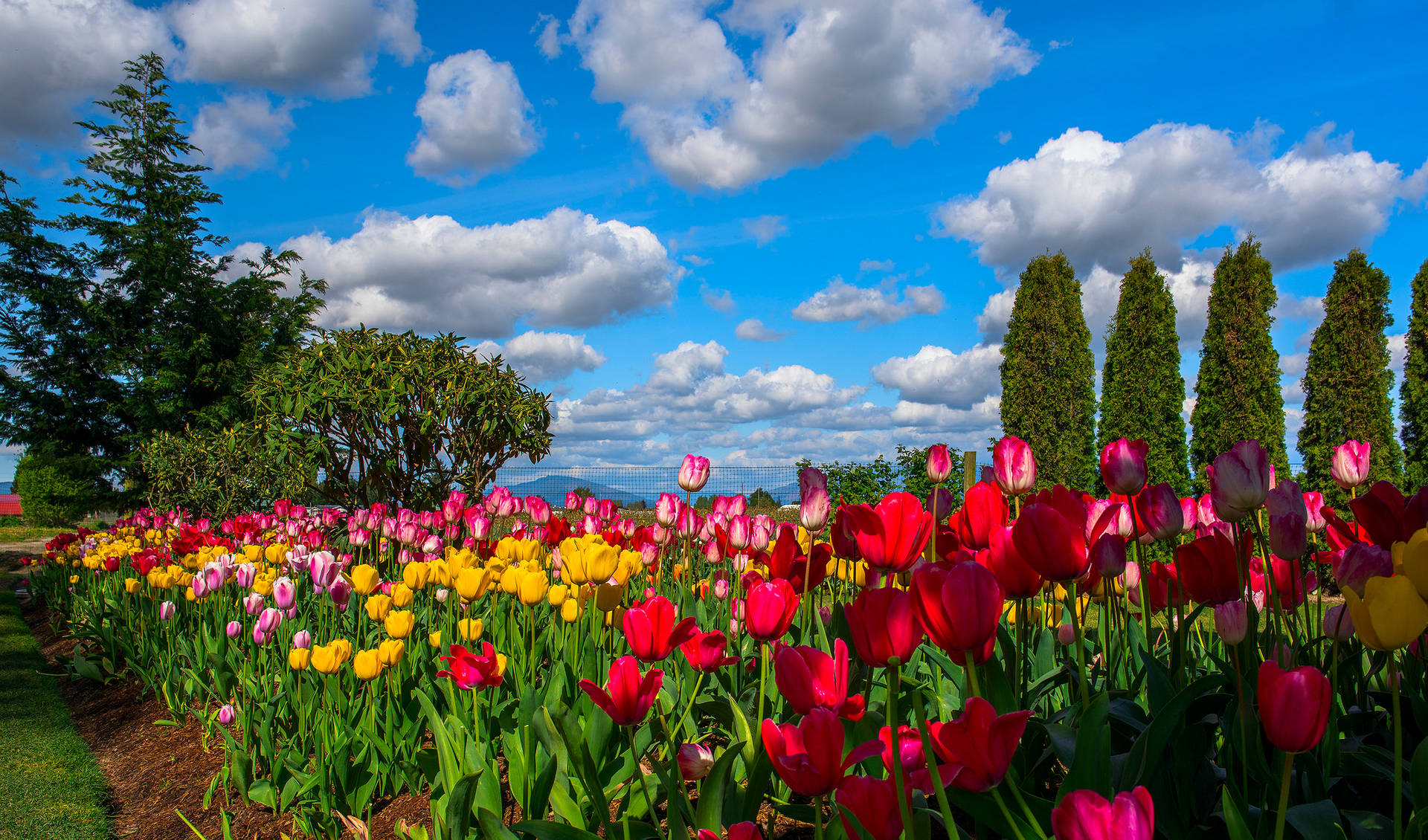 Beautiful Sky Over Tulips Background