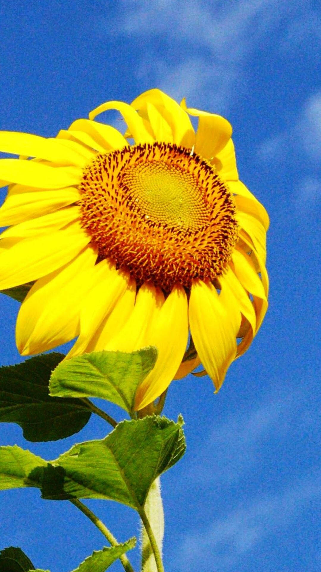 Beautiful Skyscraper Sunflower Iphone Background