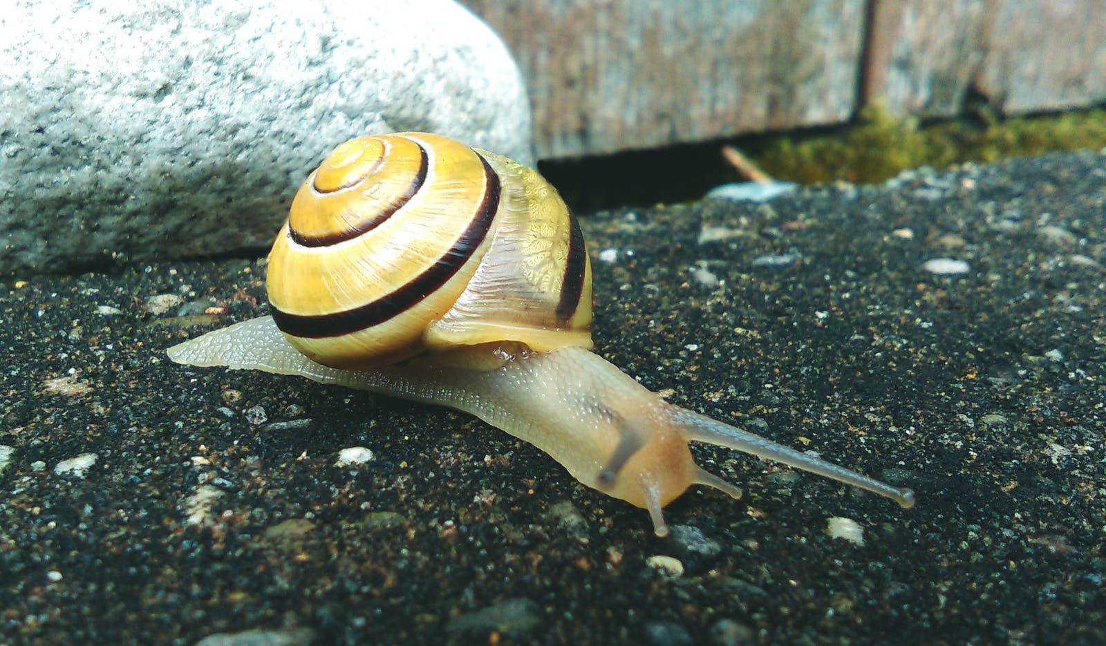 Beautiful Snail Background