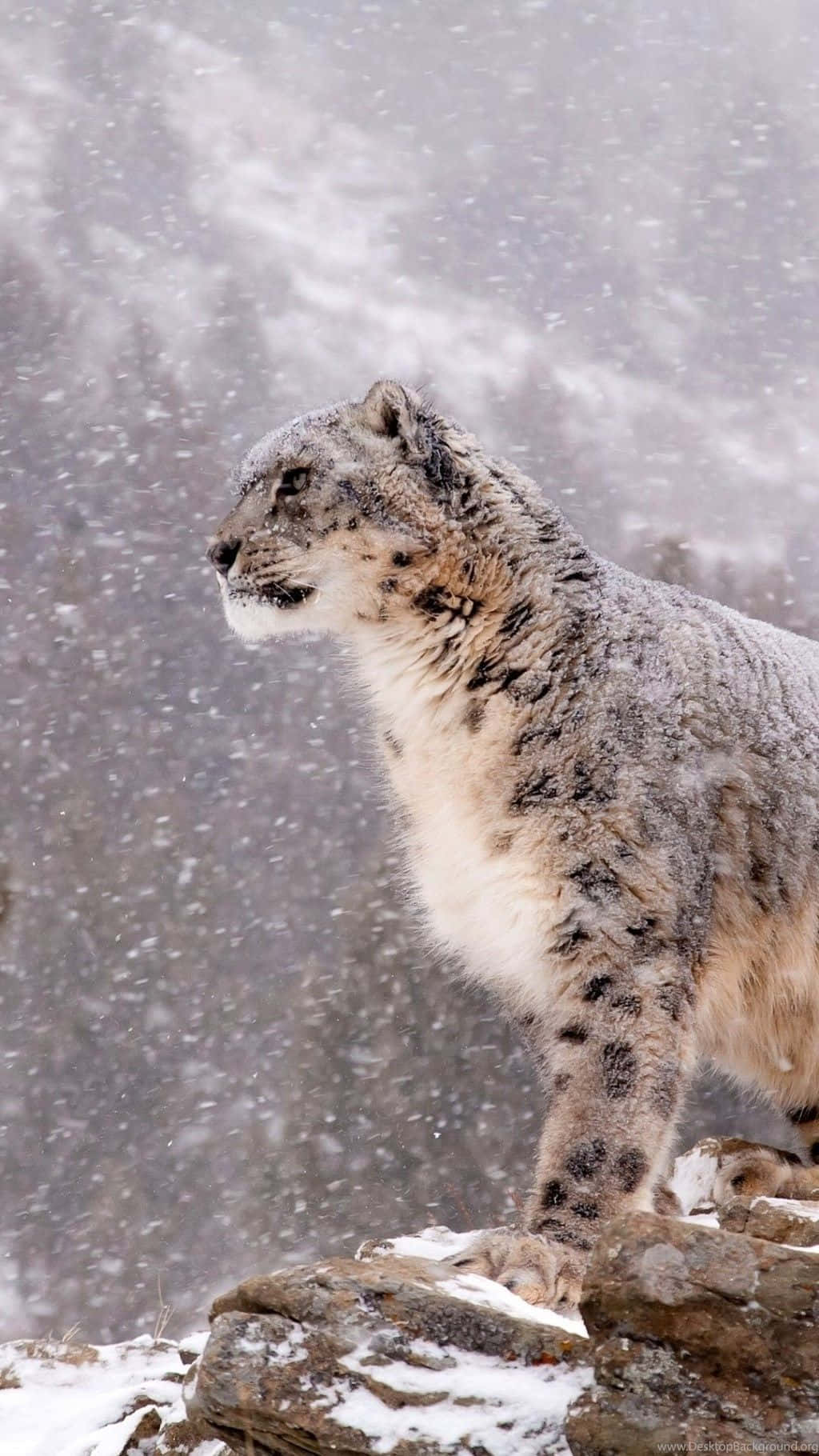 Beautiful Snow Leopard Perched Atop A Tree Background