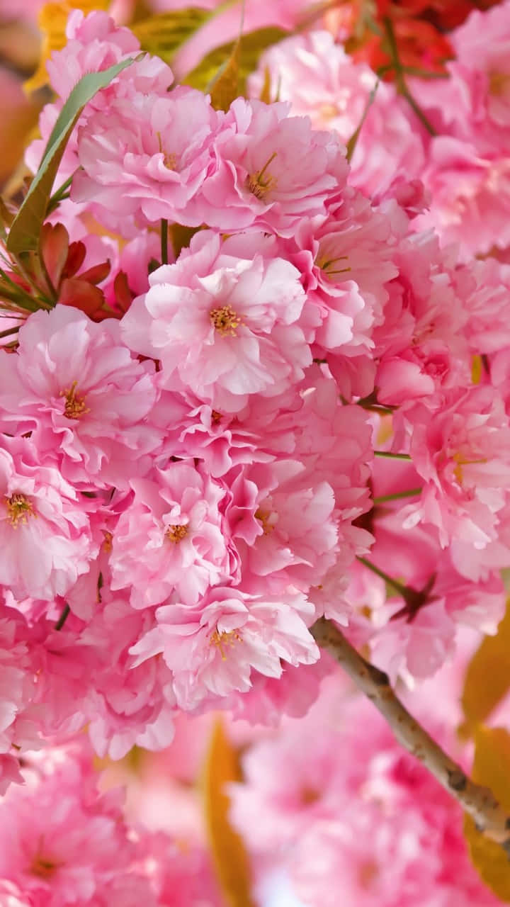 Beautiful, Soft Pink Cherry Blossom In Bloom Background