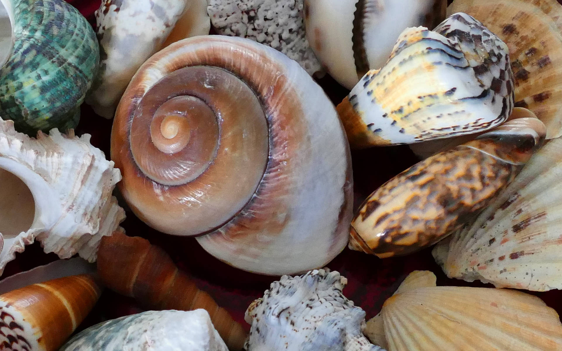 Beautiful Spiral Shells Background