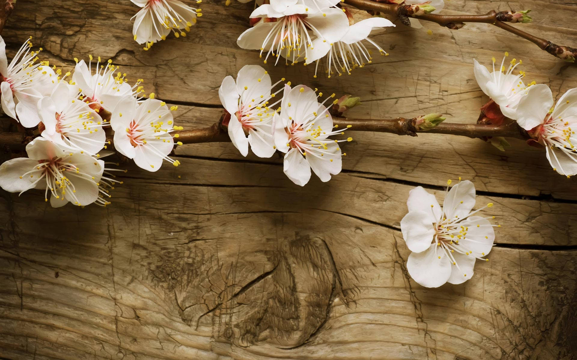 Beautiful Spring Apple Blossom Flowers Background