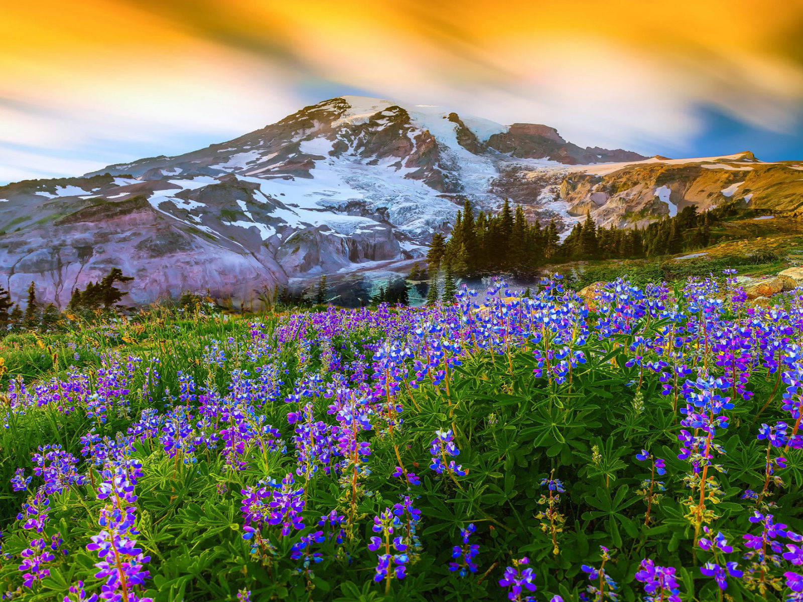 Beautiful Spring Bluebonnet Flowers In Mount Rainier National Park Background