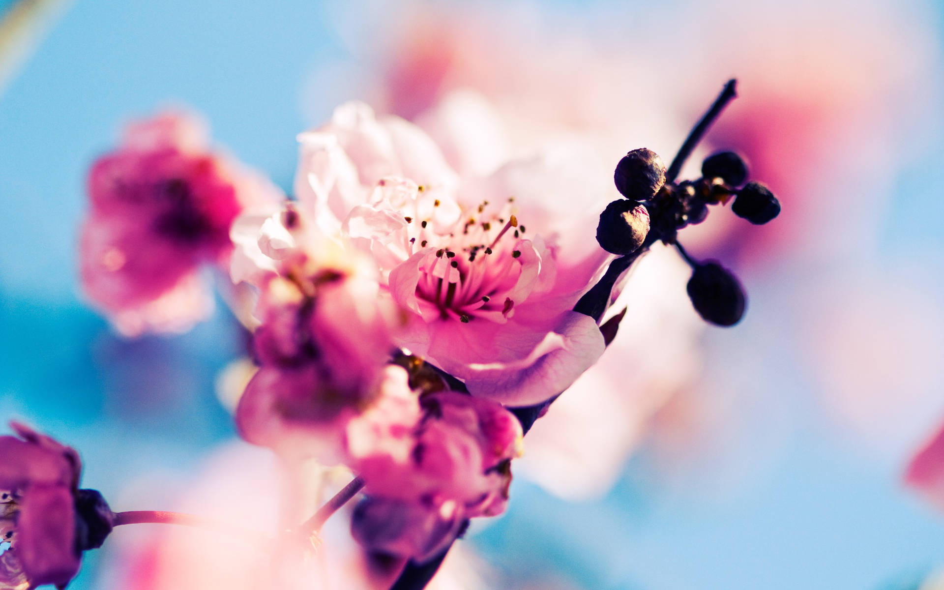 Beautiful Spring Cherry Blossom And Fruit Background