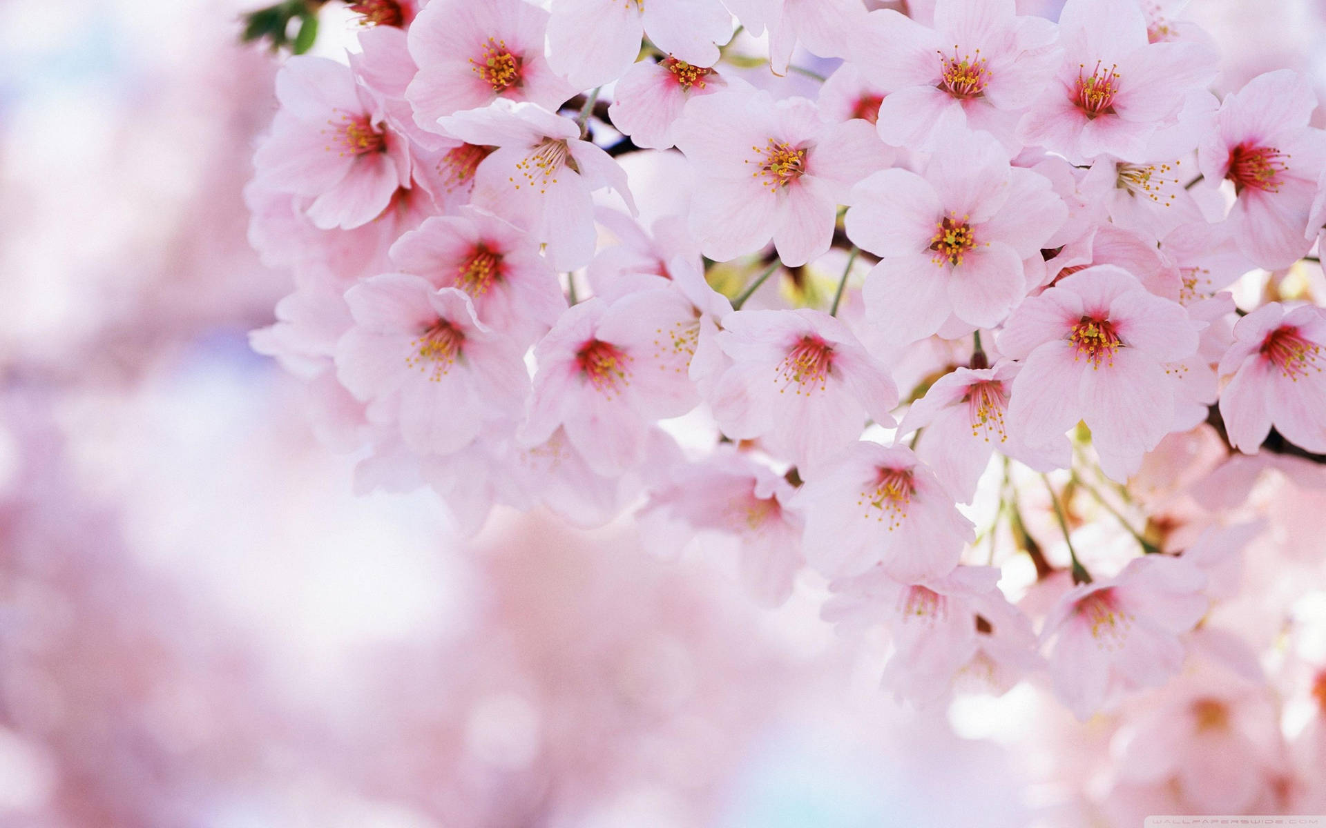 Beautiful Spring Cherry Blossom Flowers Bokeh Effect Background