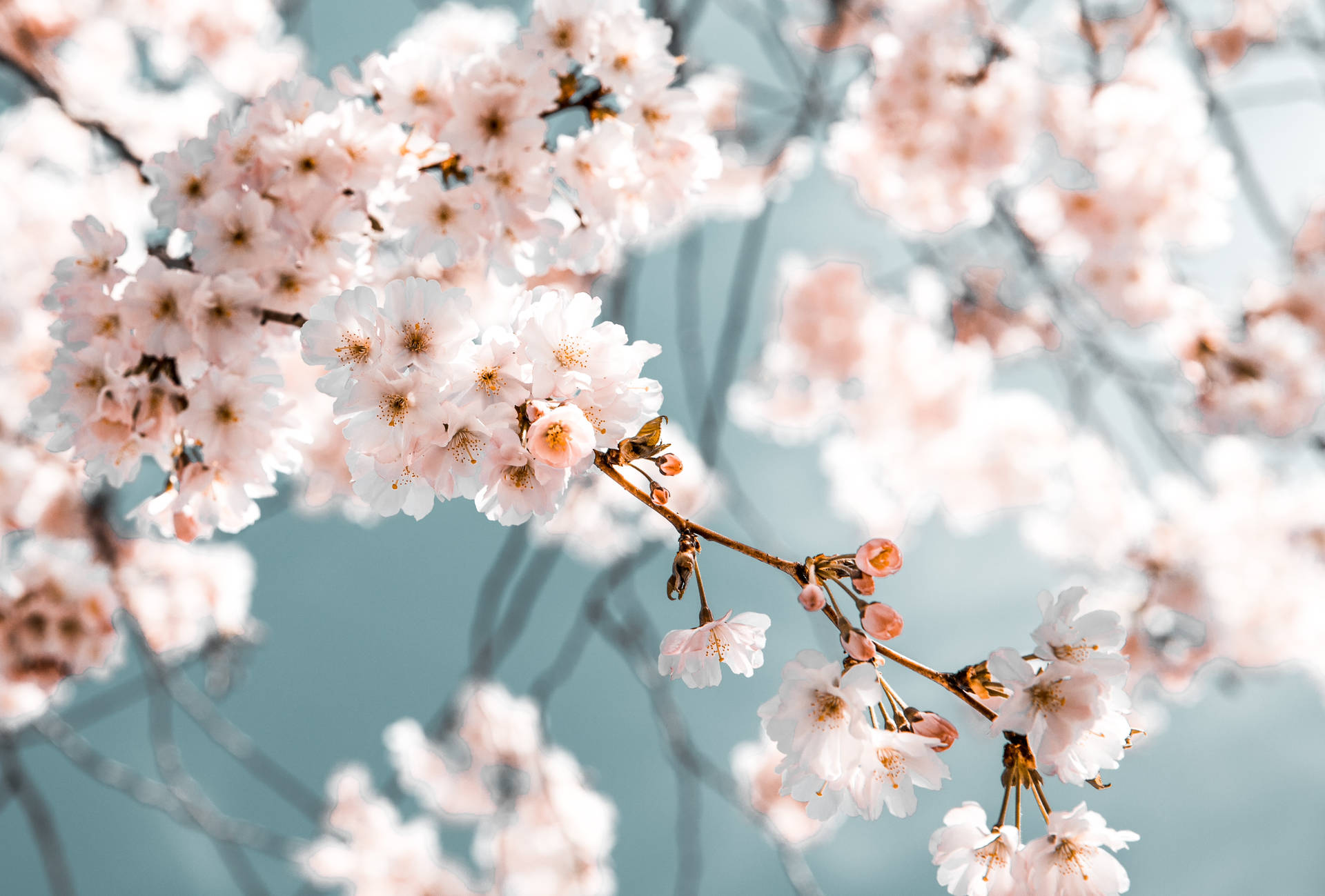 Beautiful Spring Cherry Blossom In Selective Focus Effect Background