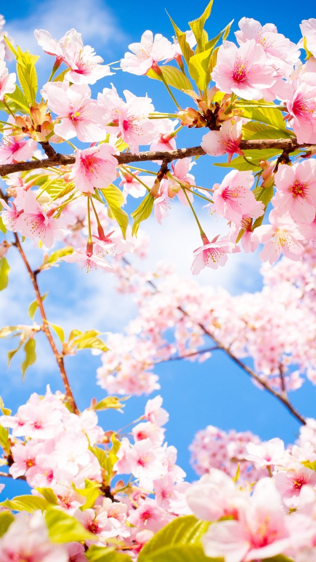 Beautiful Spring Cherry Blossom Sunny Day Background