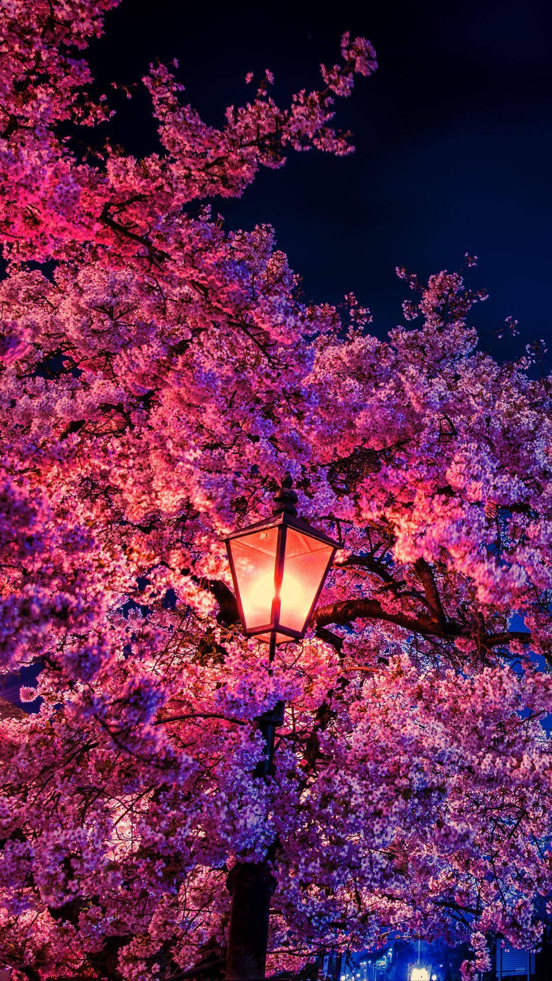 Beautiful Spring Cherry Blossom Tree Lamp Background