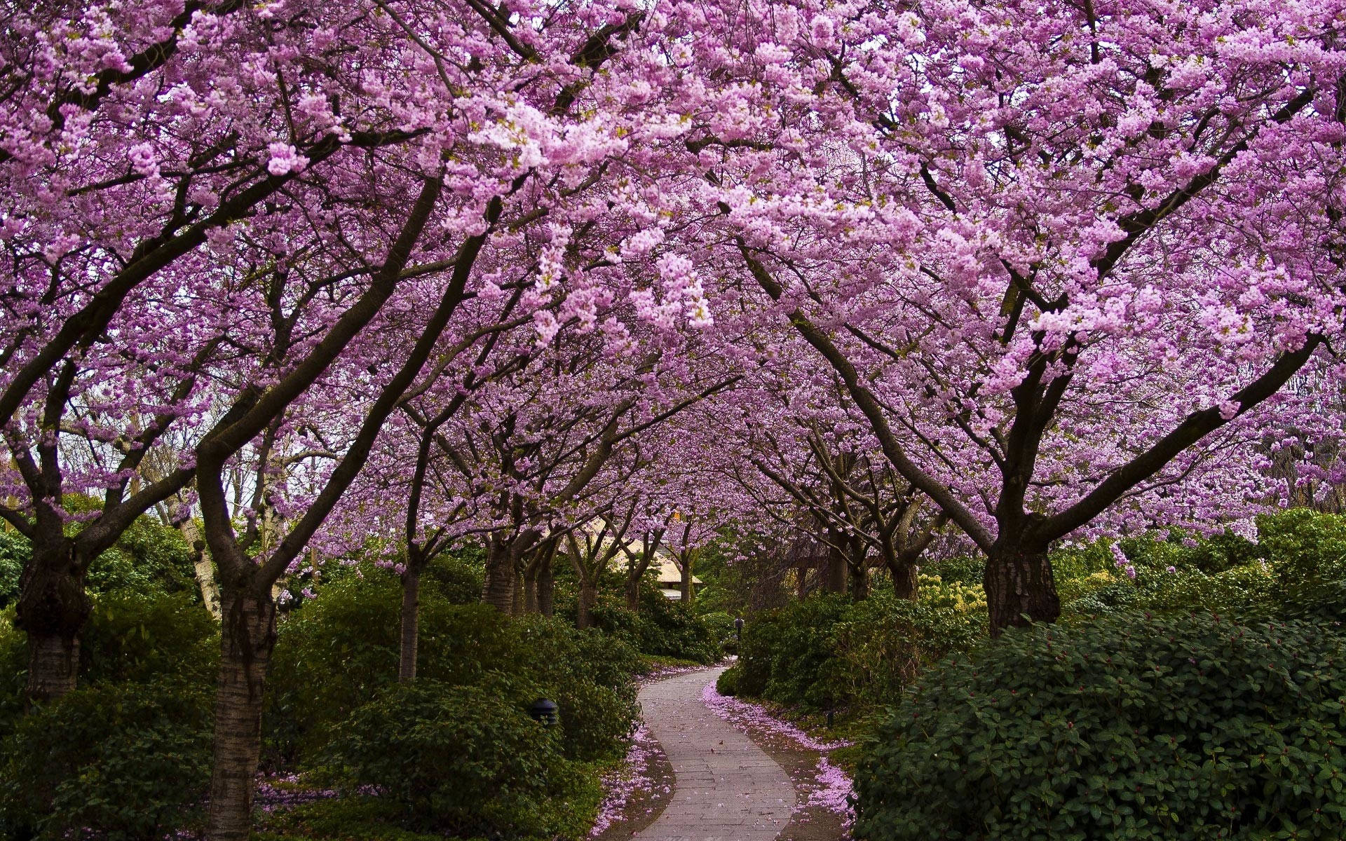 Beautiful Spring Cherry Blossom Trees And Road