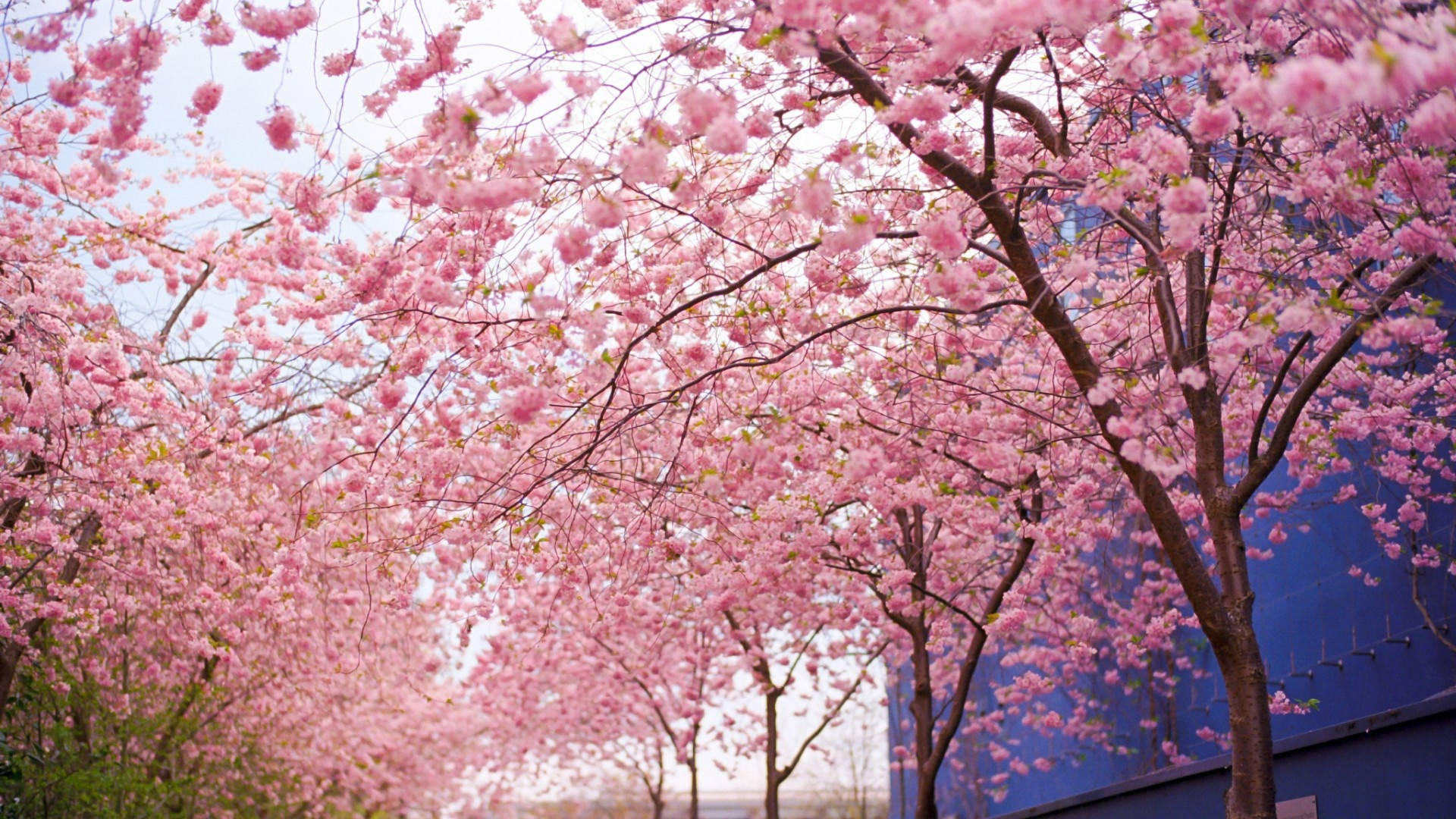 Beautiful Spring Cherry Blossom Trees Background