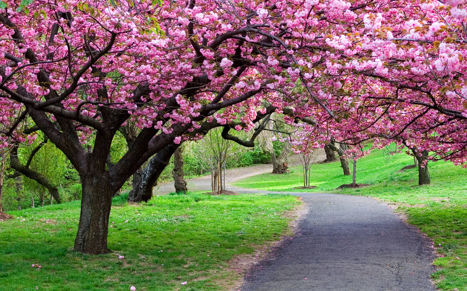 Beautiful Spring Cherry Blossoms In Branch Brook Park New Jersey Background