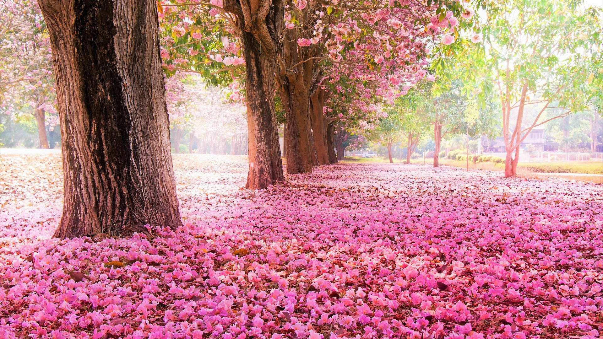 Beautiful Spring Cherry Blossoms Petals