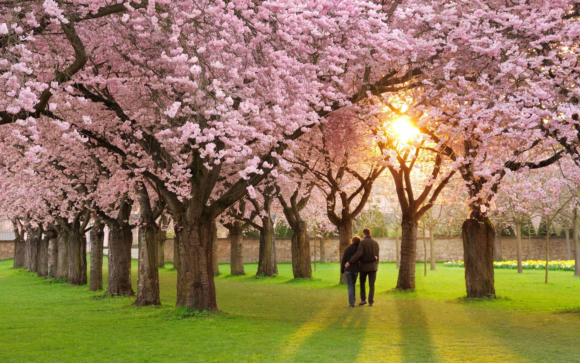 Beautiful Spring Couple And Cherry Blossom Trees