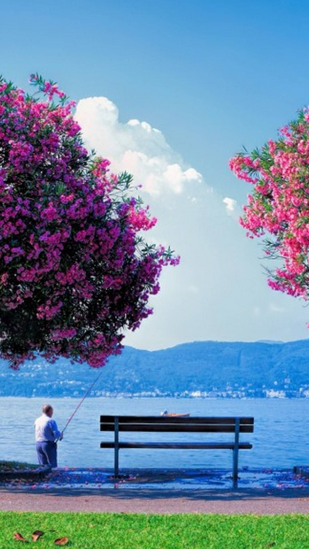 Beautiful Spring Oleander Trees By The Bay Background