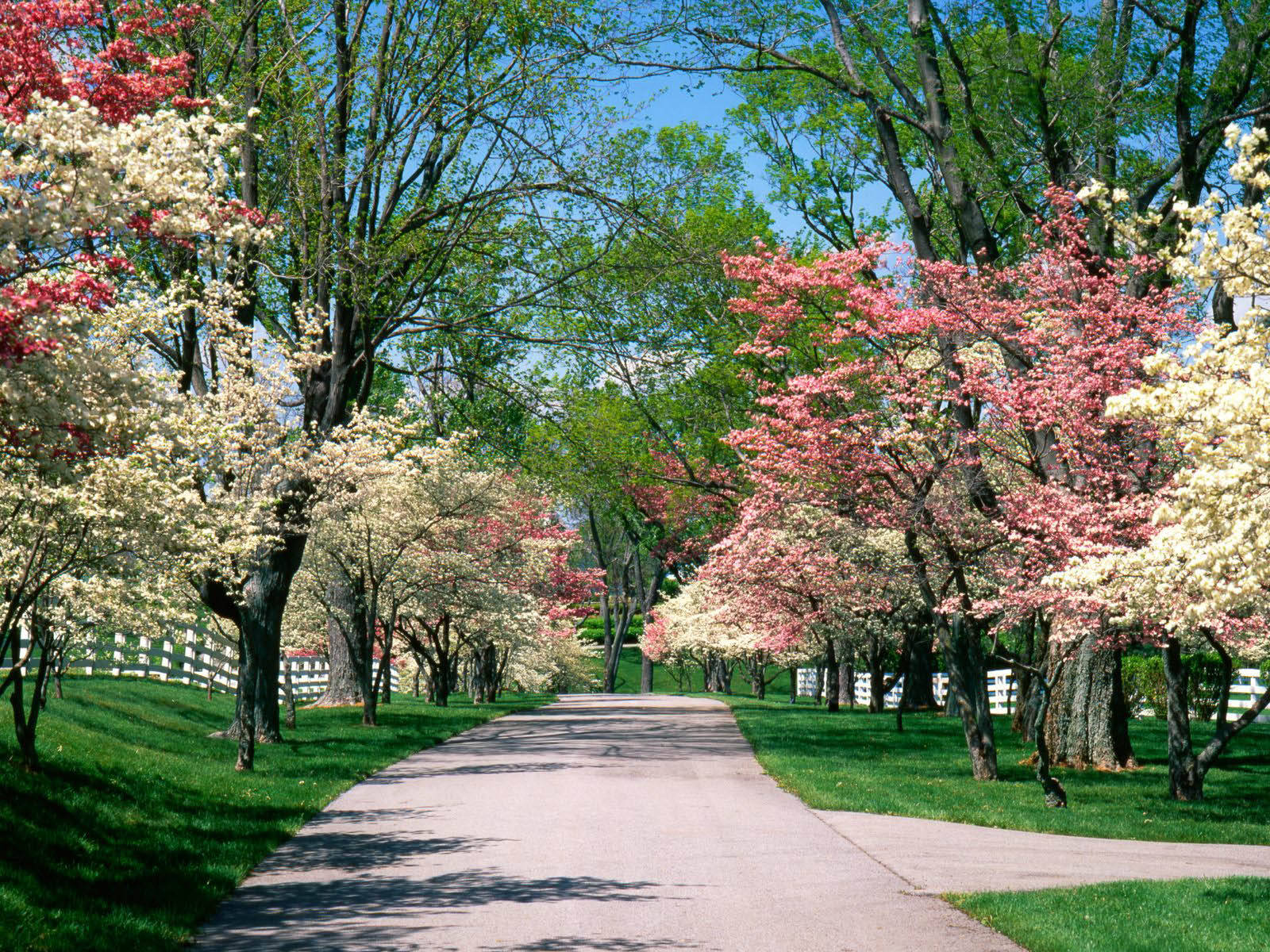 Beautiful Spring Pink And White Dogwood Trees