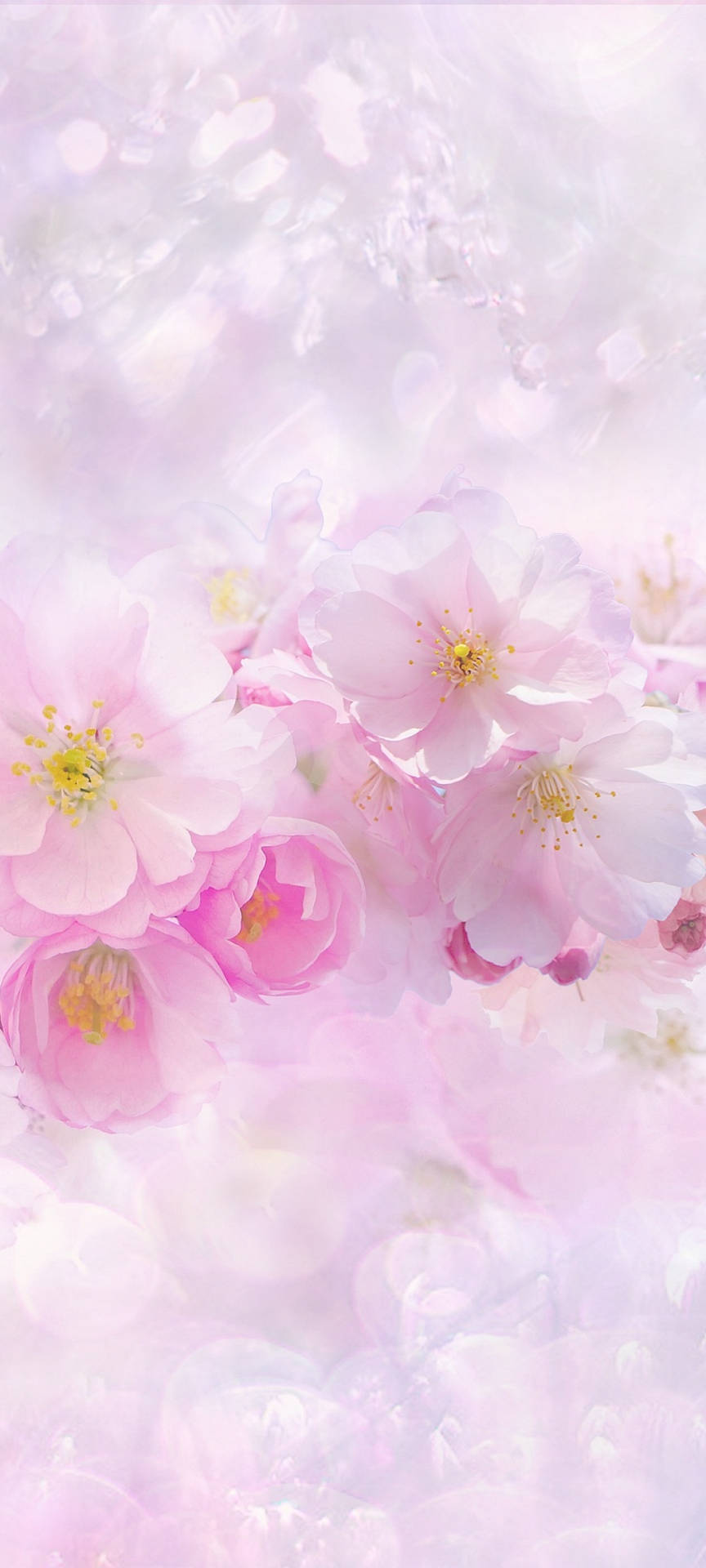 Beautiful Spring Pink And White Sakura Flowers