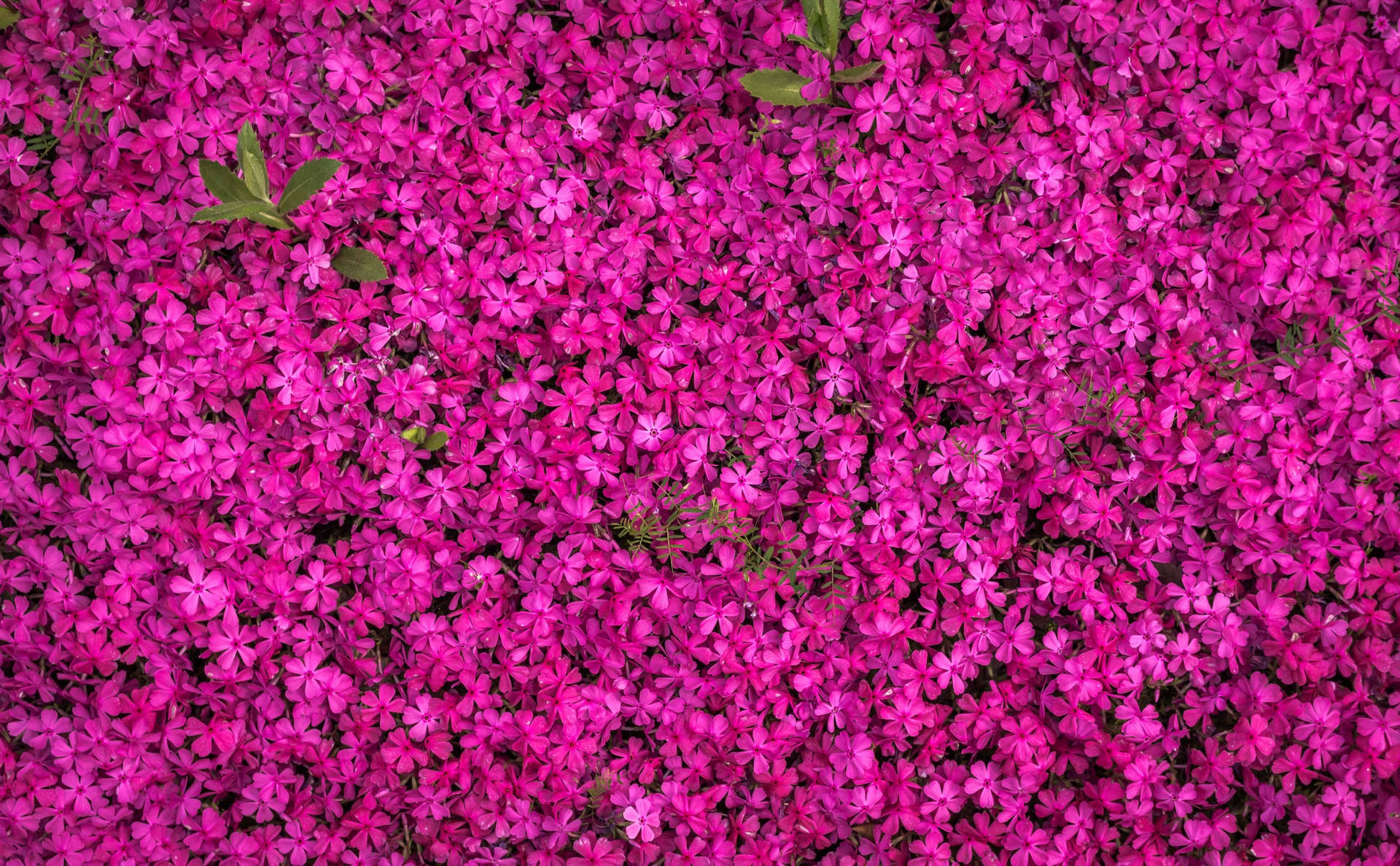 Beautiful Spring Pink Creeping Thyme Background