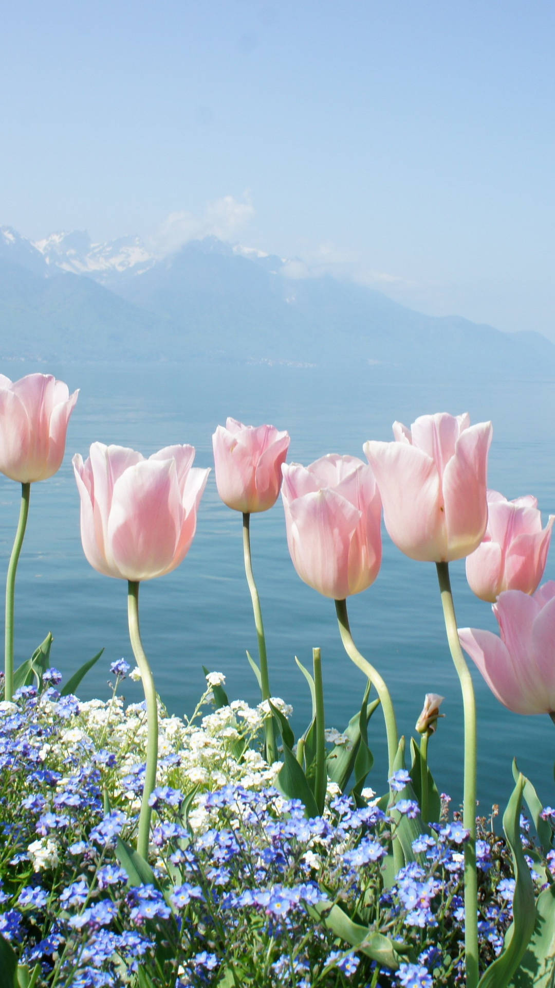 Beautiful Spring Pink Garden Tulip Flowers Background