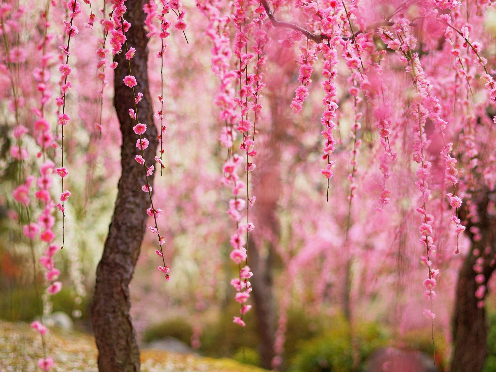 Beautiful Spring Pink Plum Blossoms