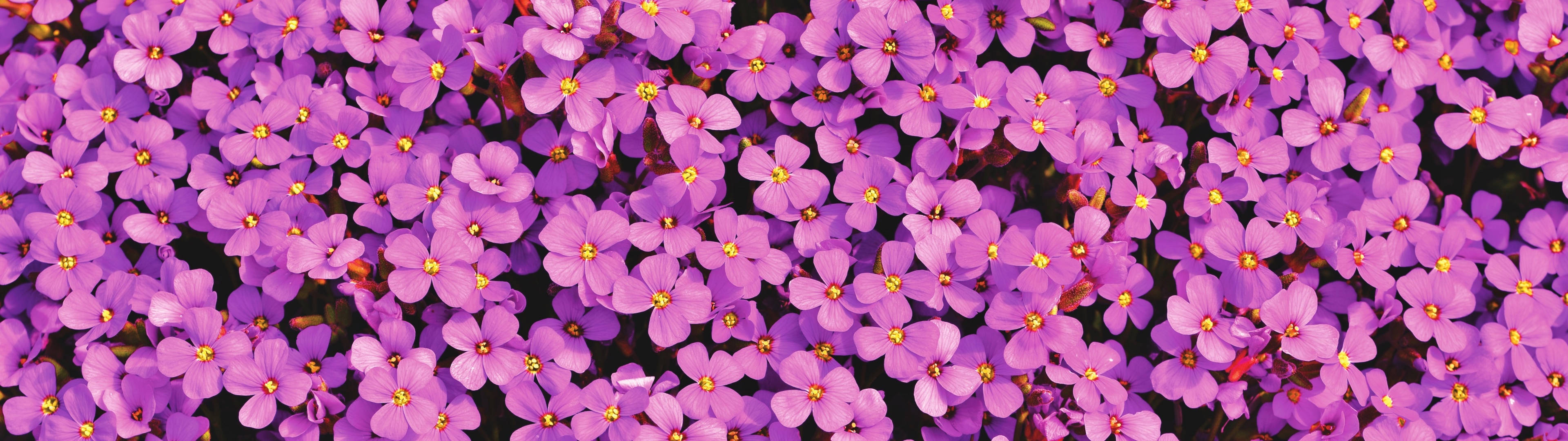 Beautiful Spring Purple Aubrieta Flowers Background