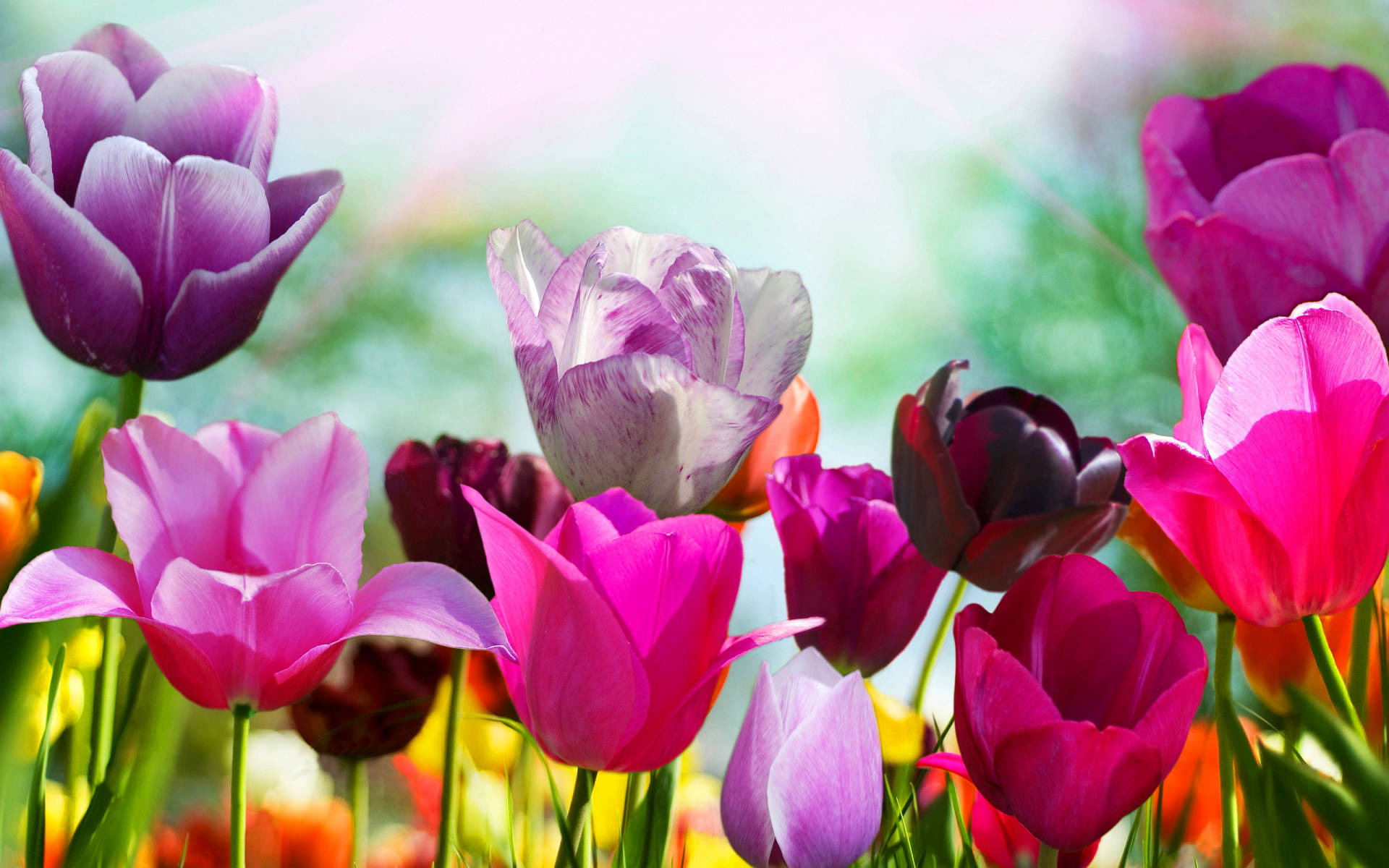 Beautiful Spring Purple Pink And Orange Tulips Background