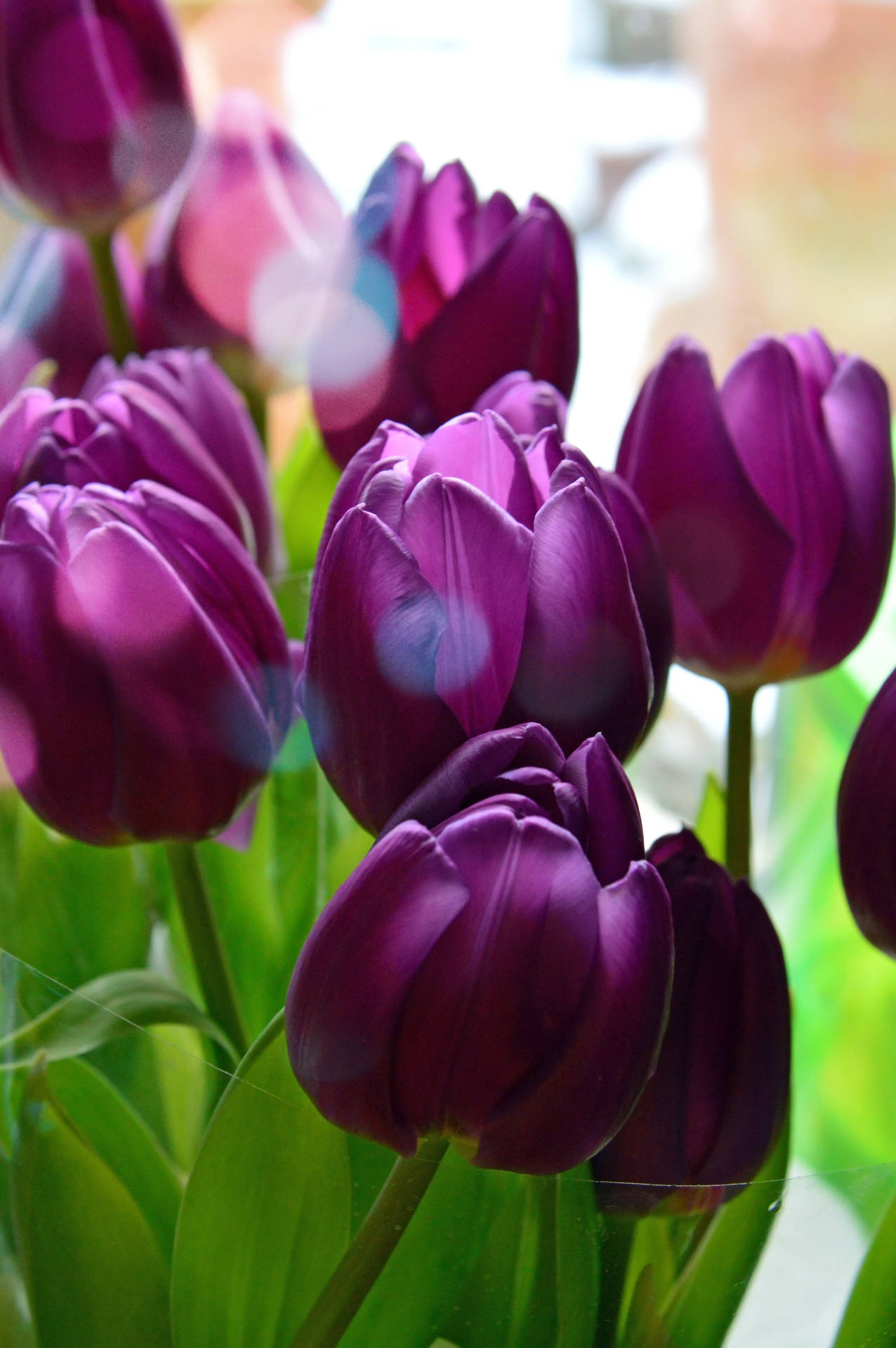 Beautiful Spring Purple Tulip Flower Bulbs Background