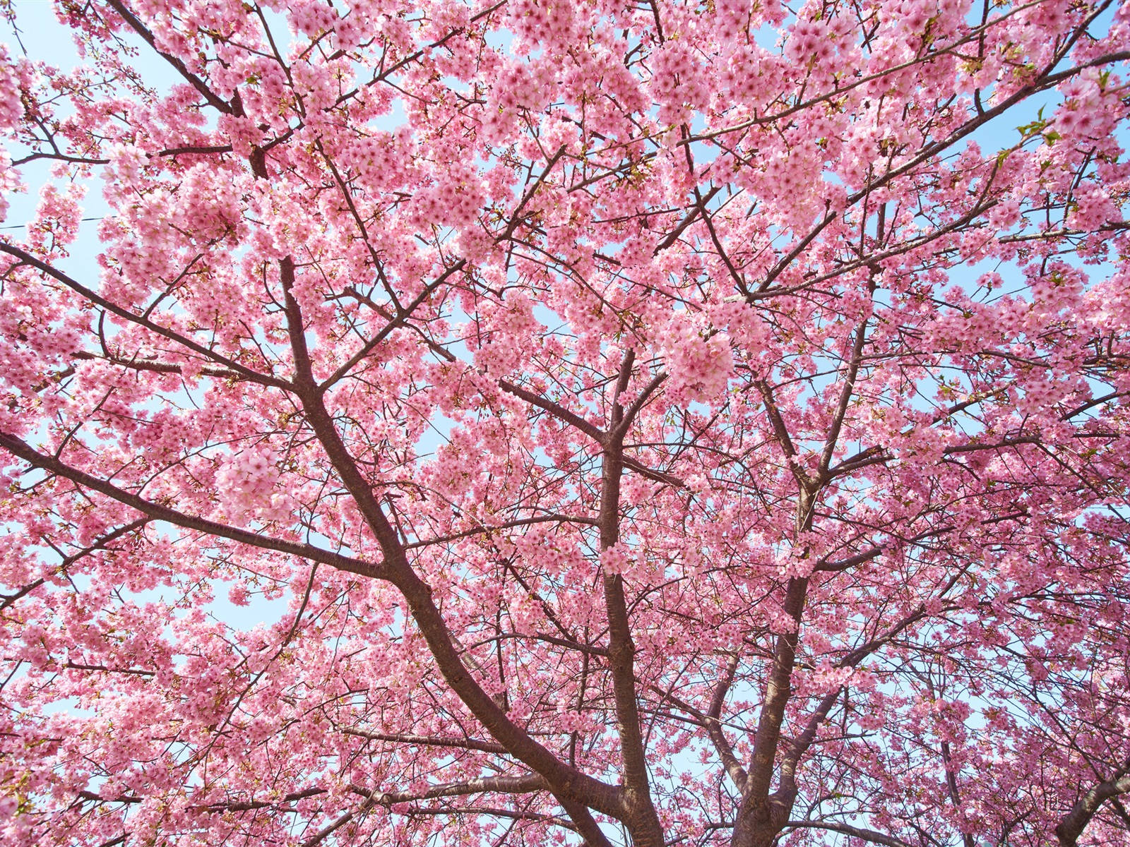 Beautiful Spring Sakura Tree In Bloom Background