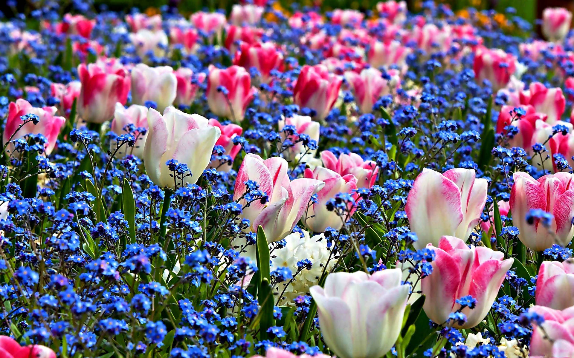 Beautiful Spring Tulips And Forget Me Nots Background