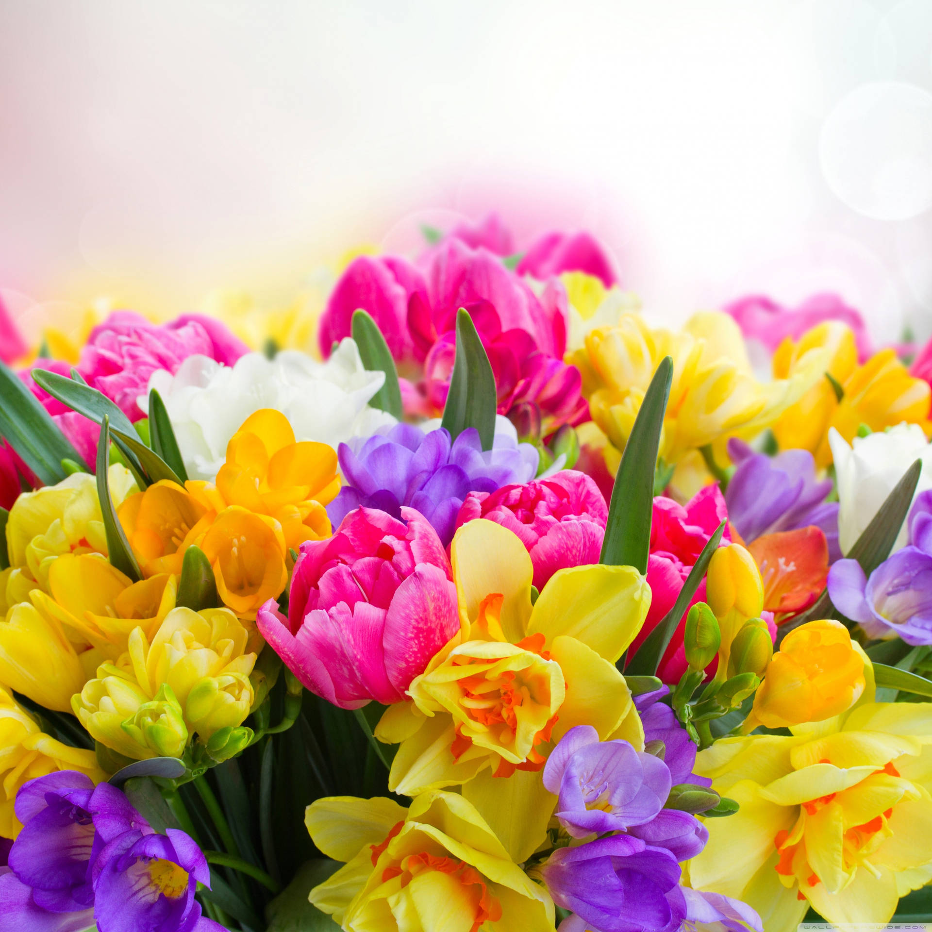 Beautiful Spring Tulips Freesias Daffodils And Crocuses Background