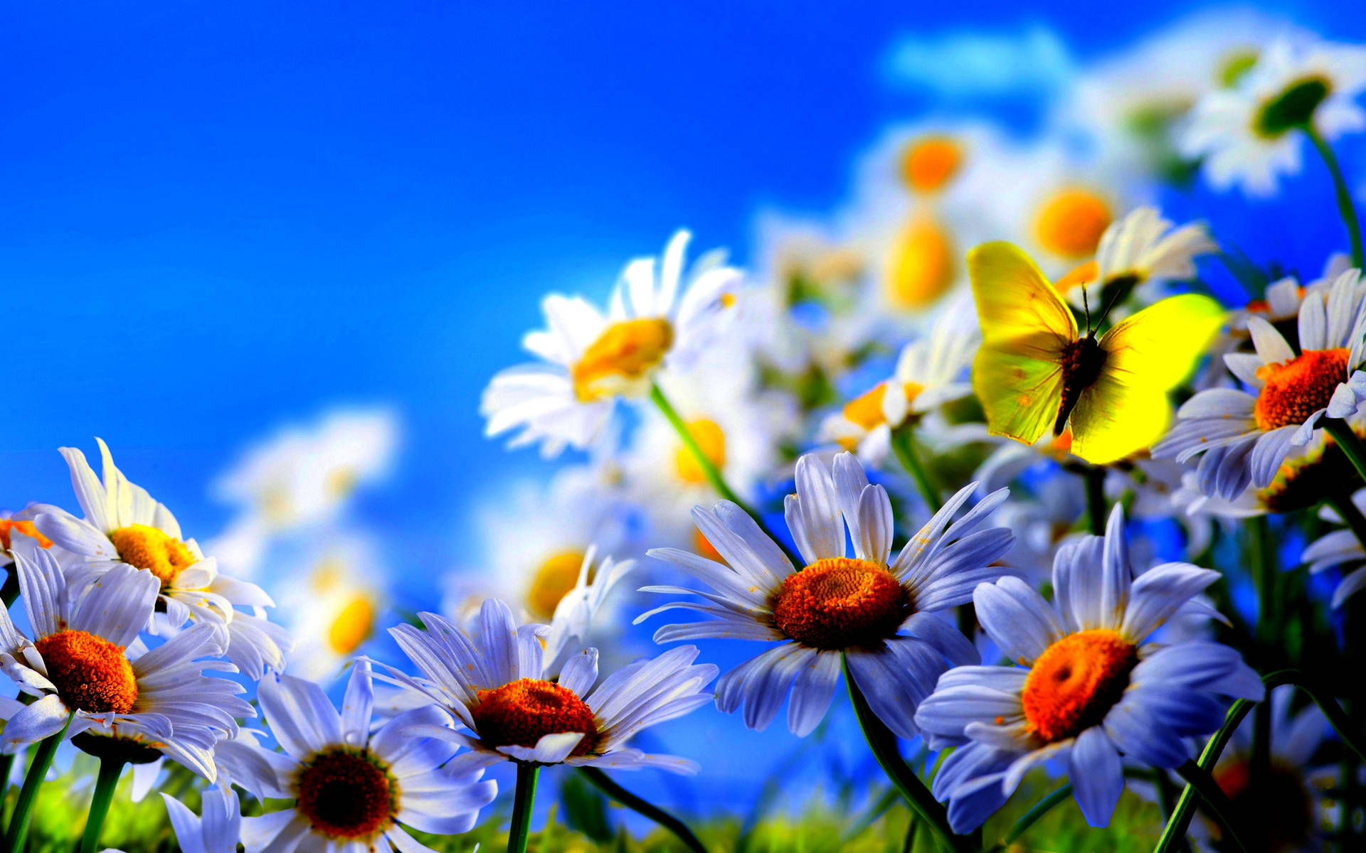 Beautiful Spring White Daisies And Butterfly Background