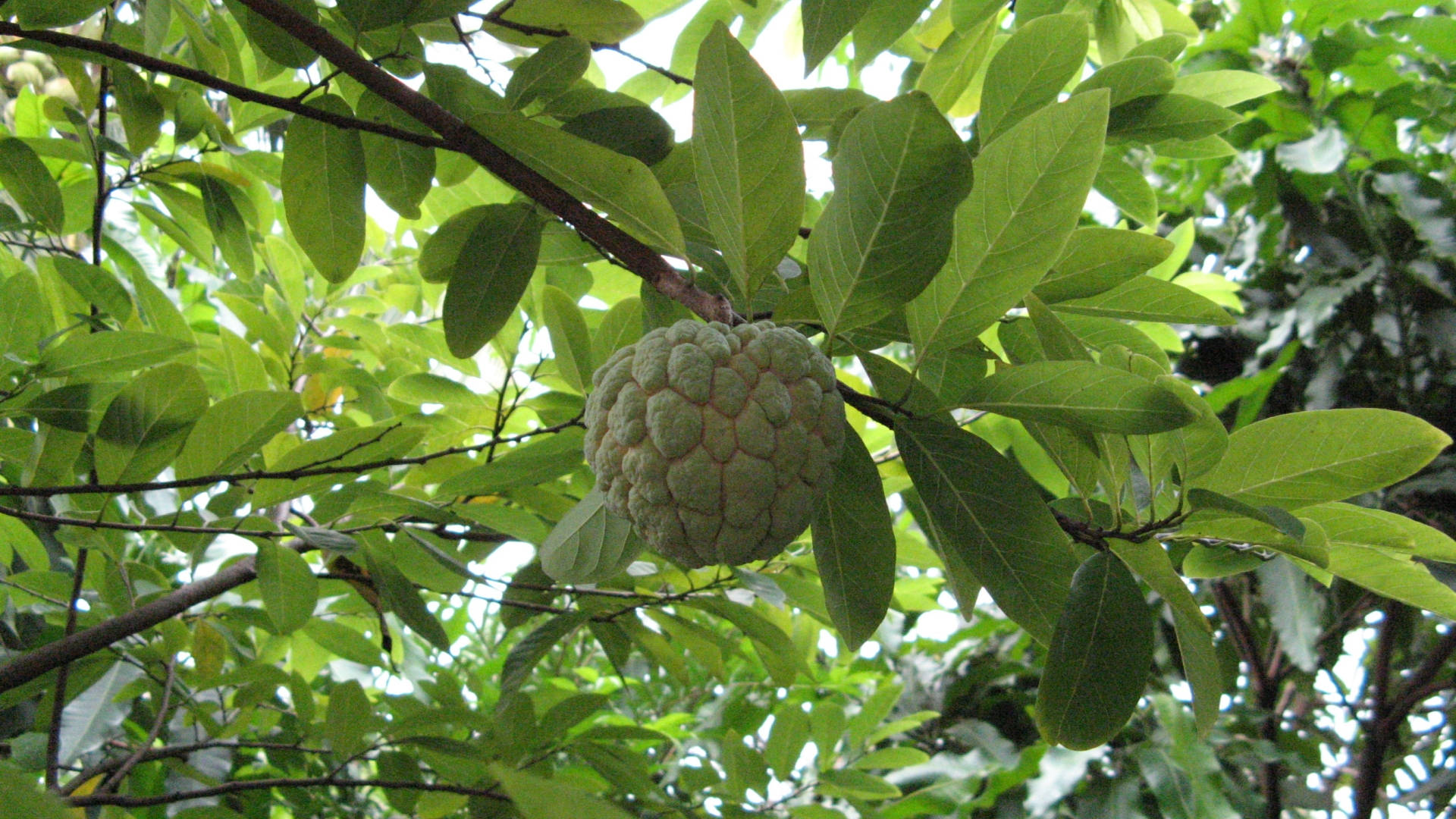 Beautiful Sugar Apple Tree