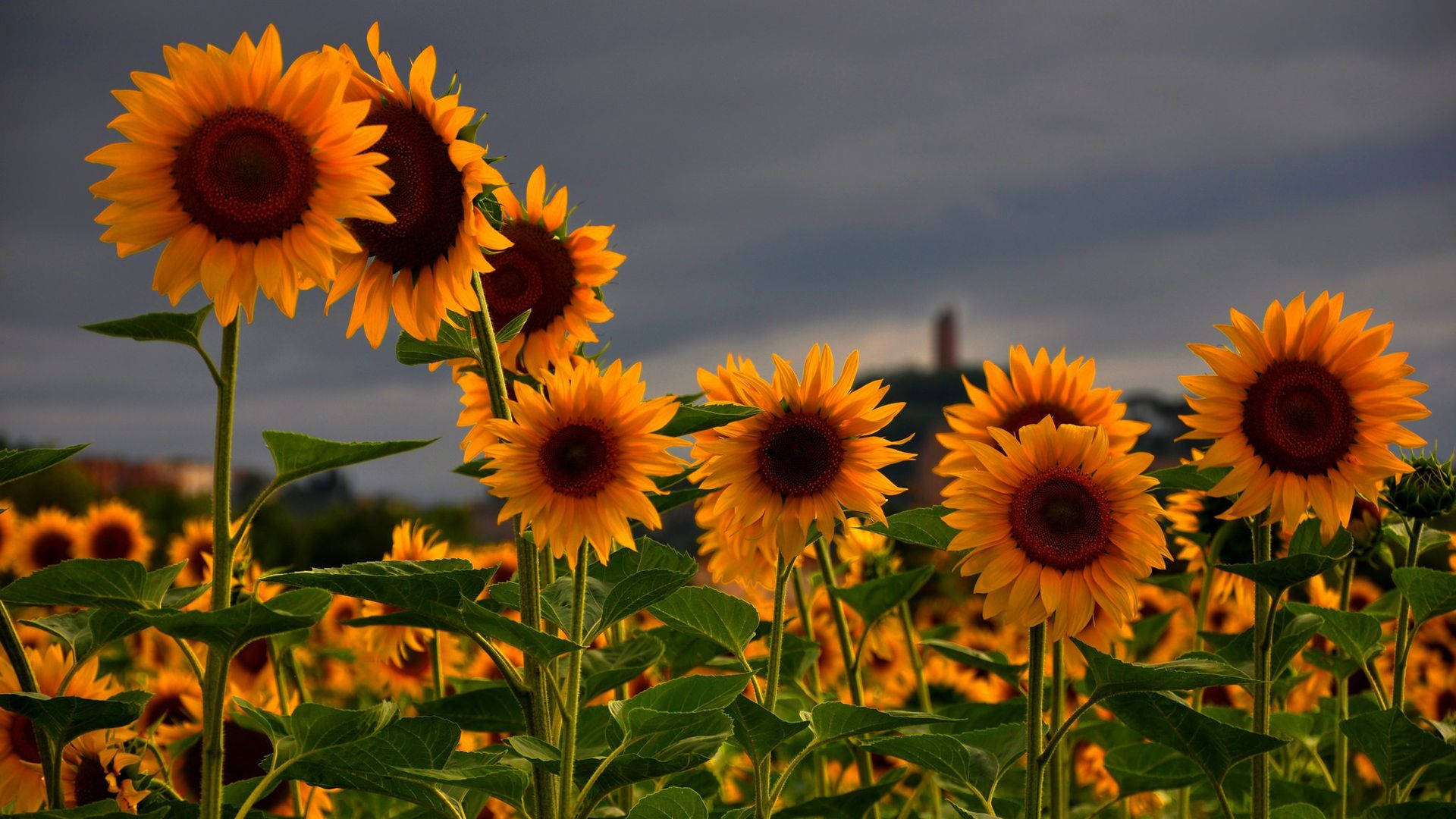 Beautiful Sunflower Field Background