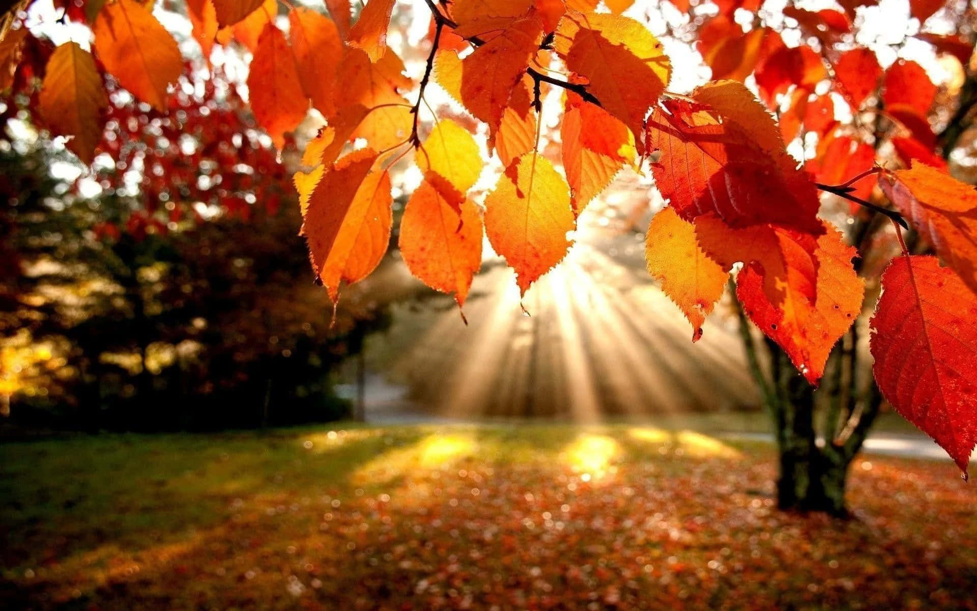 Beautiful Sunlight Fall Laptop Display Background