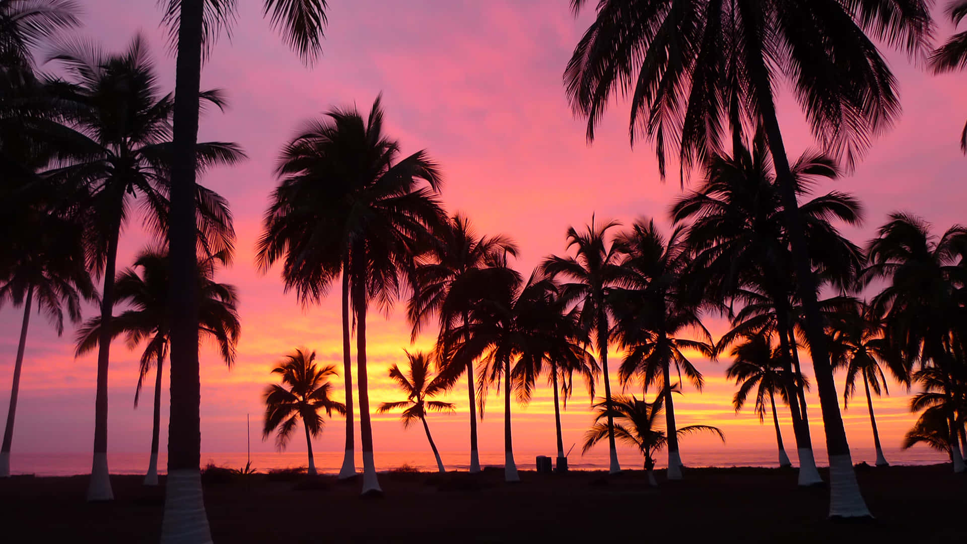 Beautiful Sunset With Palm Tree Background