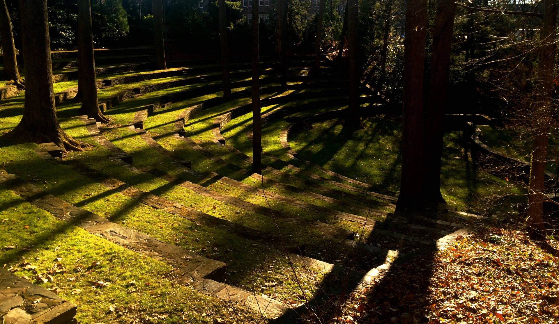 Beautiful Swarthmore College Forest Background