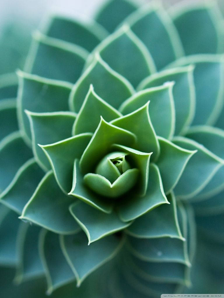 Beautiful Symmetrical Plant Leaves Background