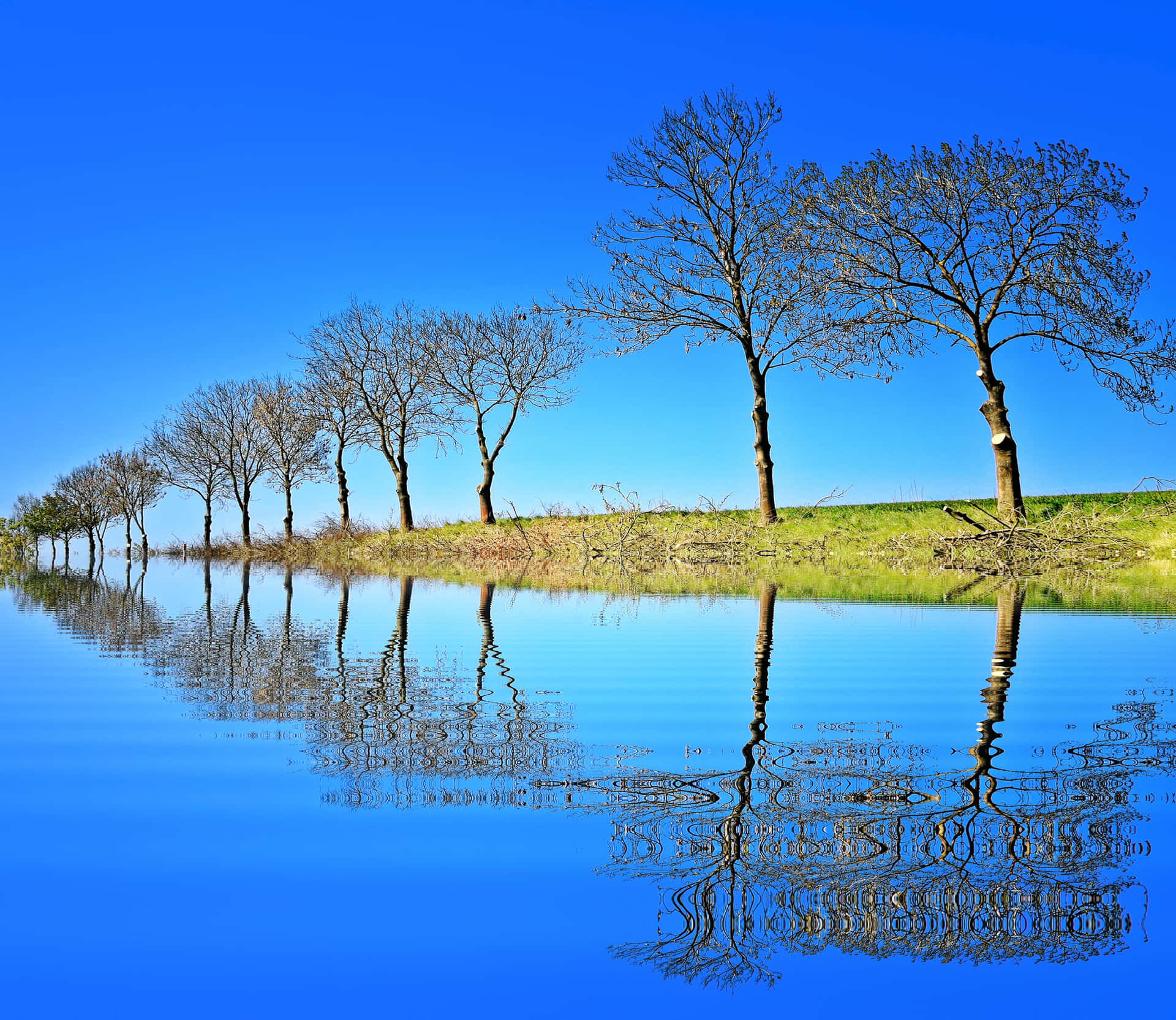 Beautiful Tree Amazing Lake Background