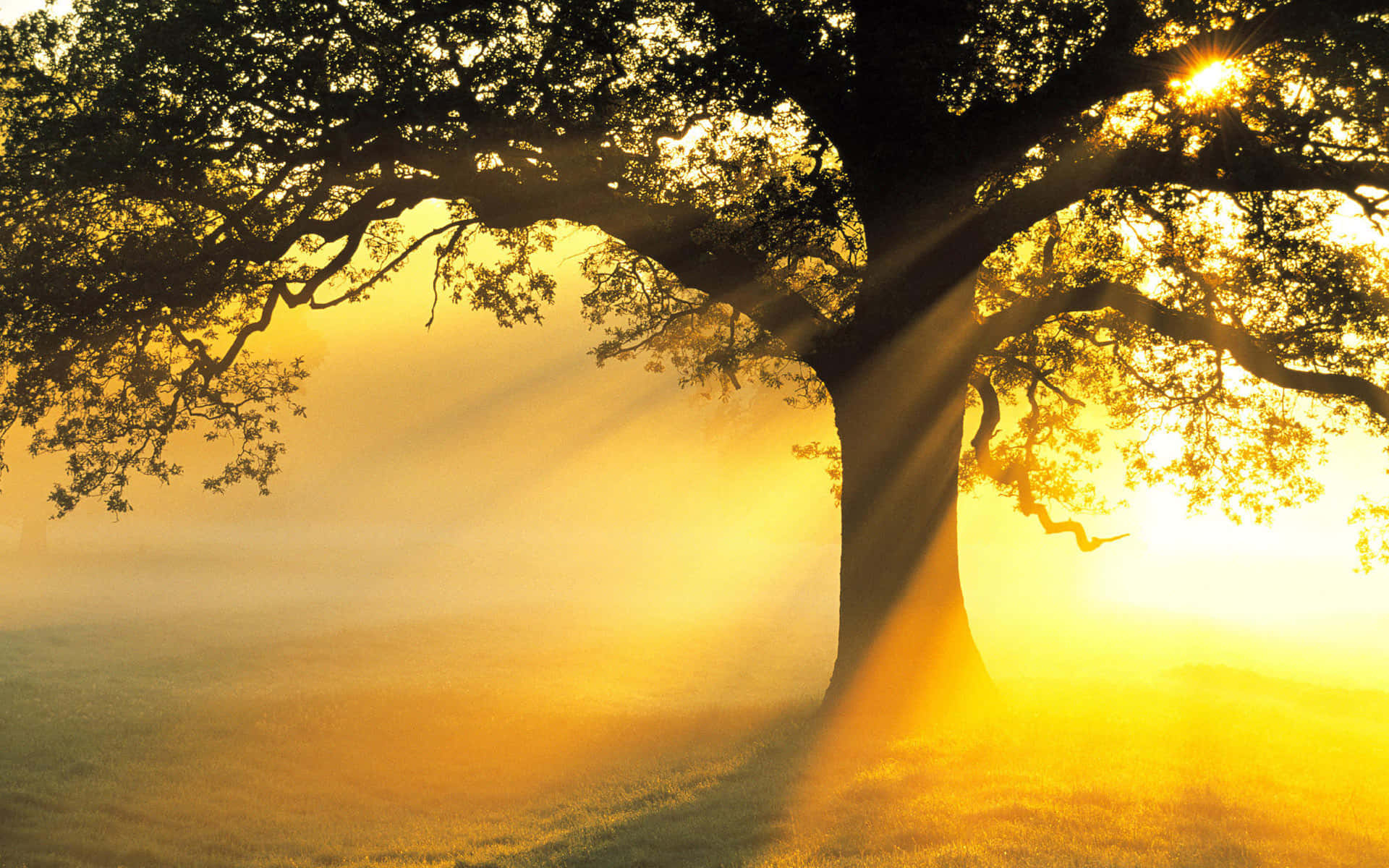 Beautiful Tree With Sun Rays Background